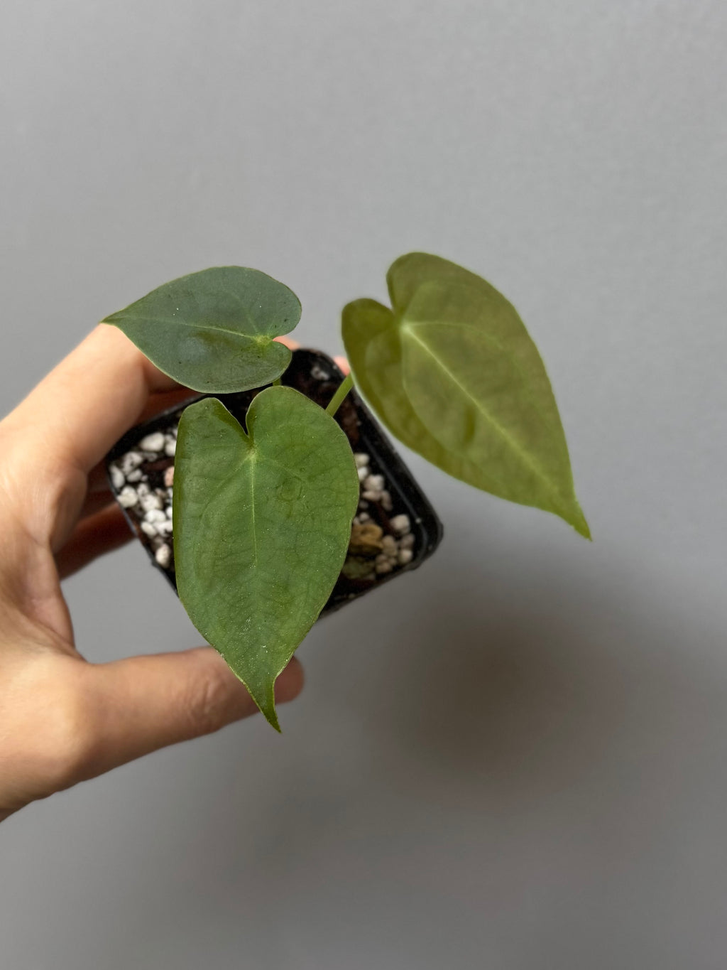 Anthurium forgetii df x papillilaminumX (by formundflora)