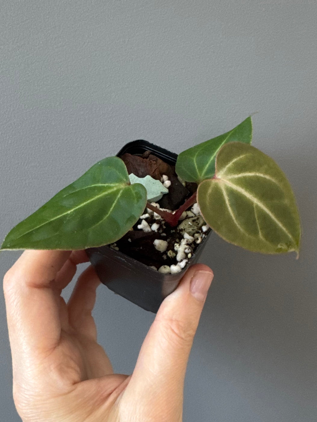 Anthurium besseae aff. x warocqueanum Esmeralda