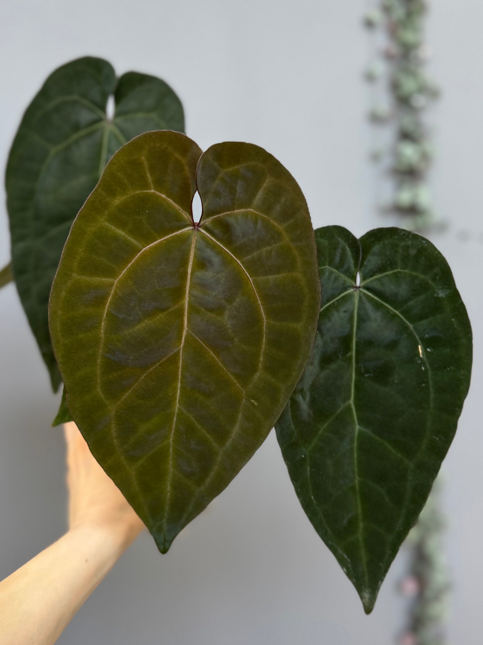 Anthurium Ace of Spades (AOS) dark form (Tezula) Clone (von abelia.plants)