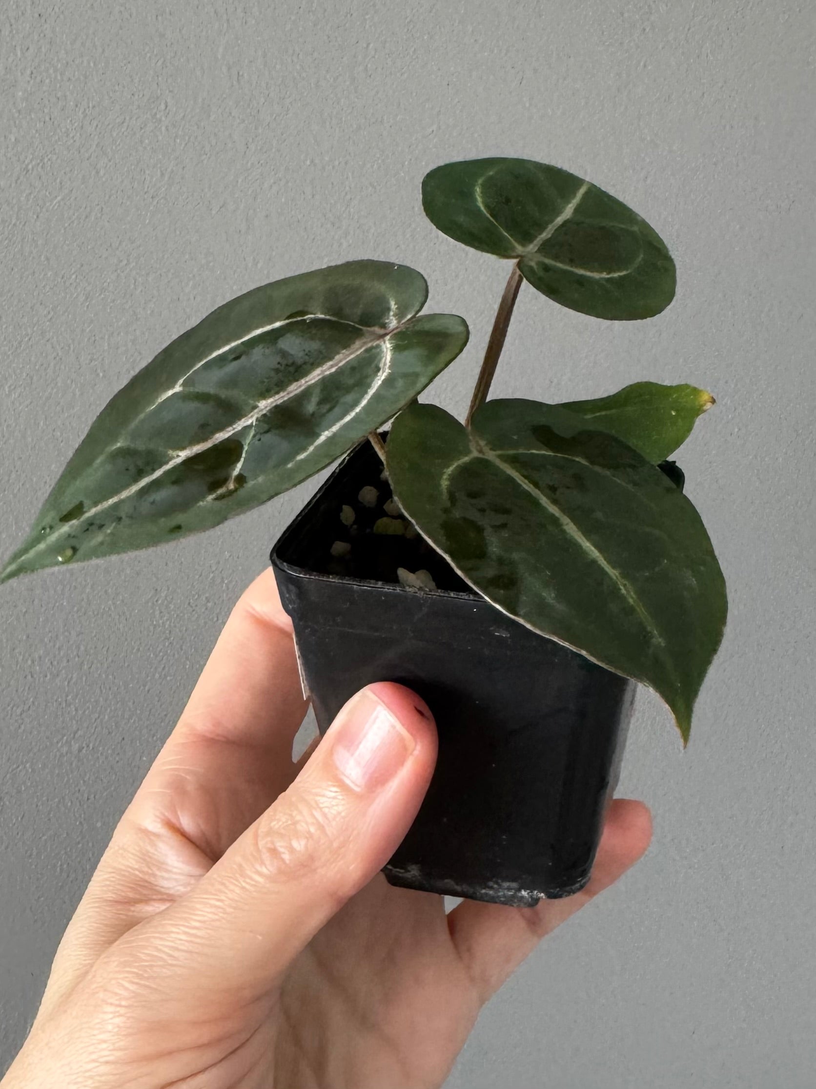 Anthurium (ZxM) x  (NSE Red Crystallinum x Carlablackiae)