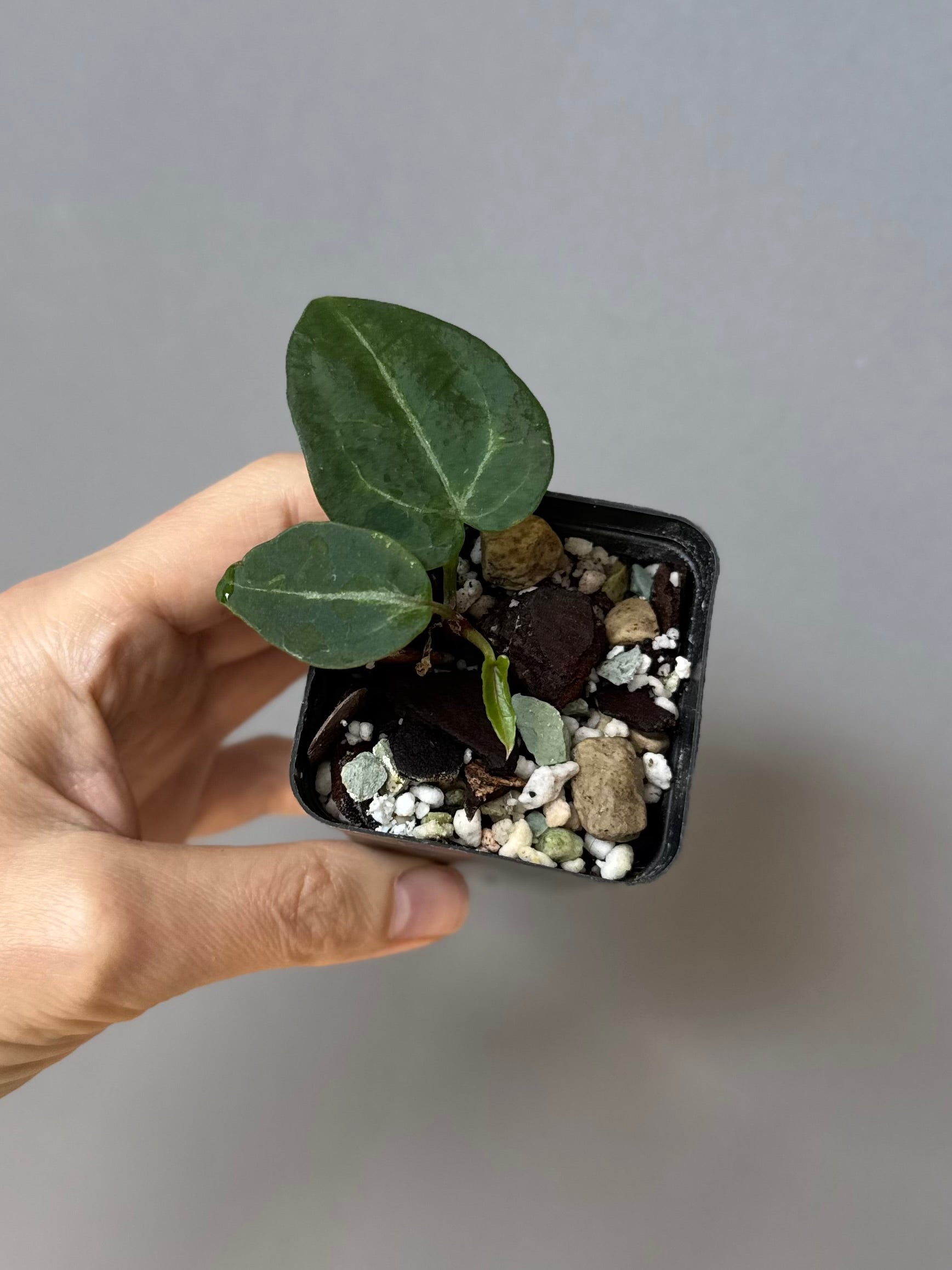 Anthurium Pink Wonderboy (Scott) clone