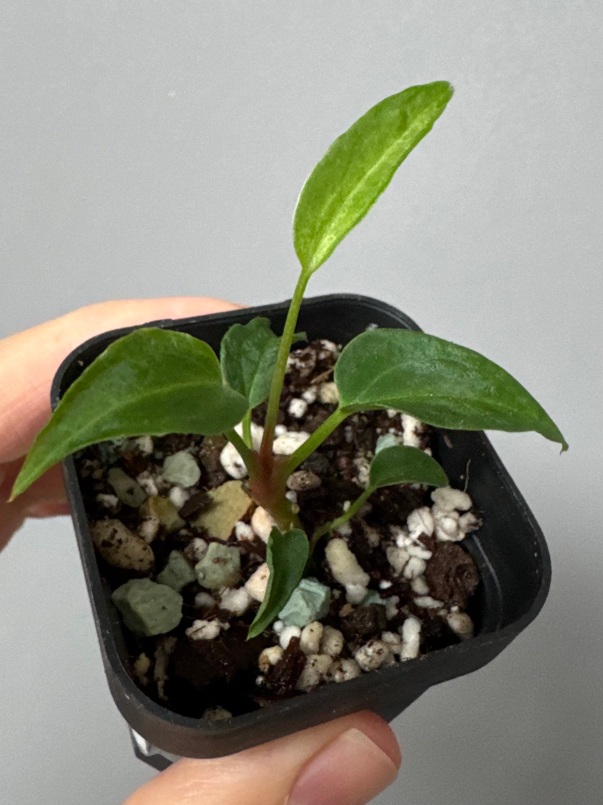Anthurium ((magnificum x crystallinum) x NoID) X Papillilaminum - mutation 1