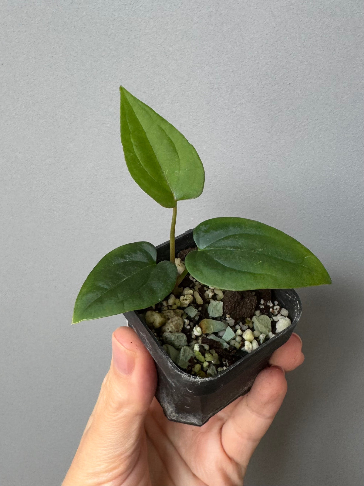 Anthurium ((RLxFS x Carla) x RVDP) xself