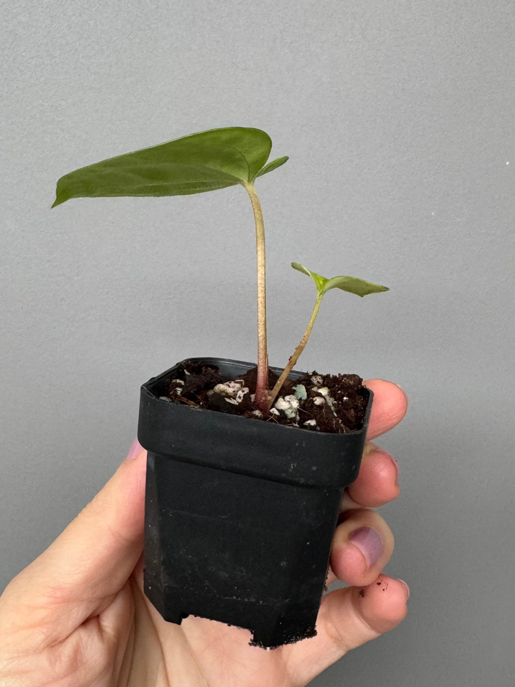 Papillilaminum T6xT7