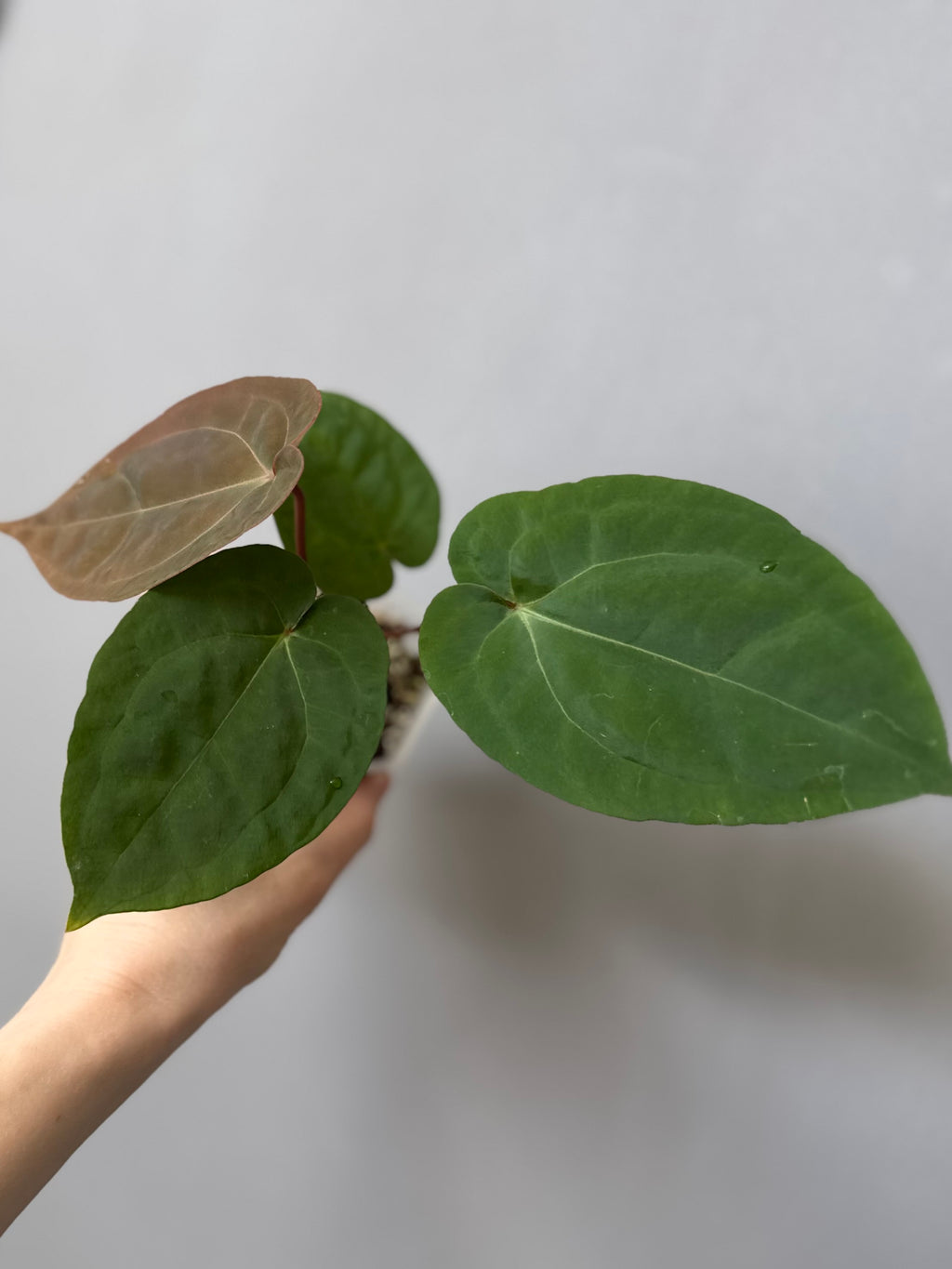Anthurium Eastern dressleri x (Michelle Hot Pink x RVC) (#2) (by anthurium.aura)