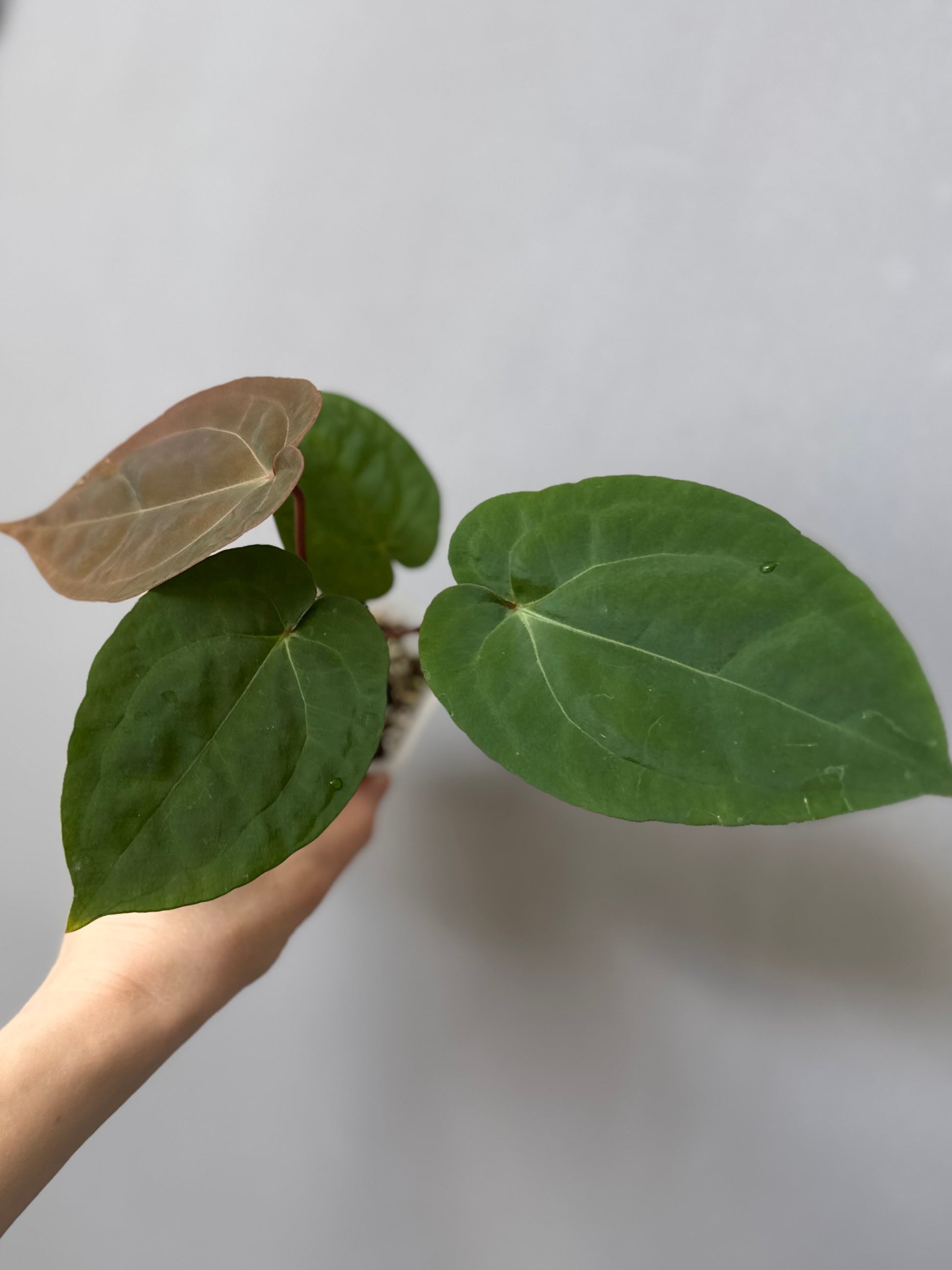 Anthurium Eastern dressleri x (Michelle Hot Pink x RVC) (#2) (by anthurium.aura)