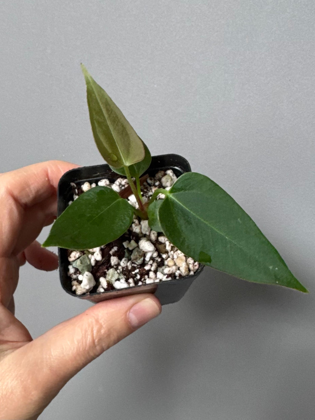 Anthurium (CrystallimumX x Indo portillae) x (DH x RVC)