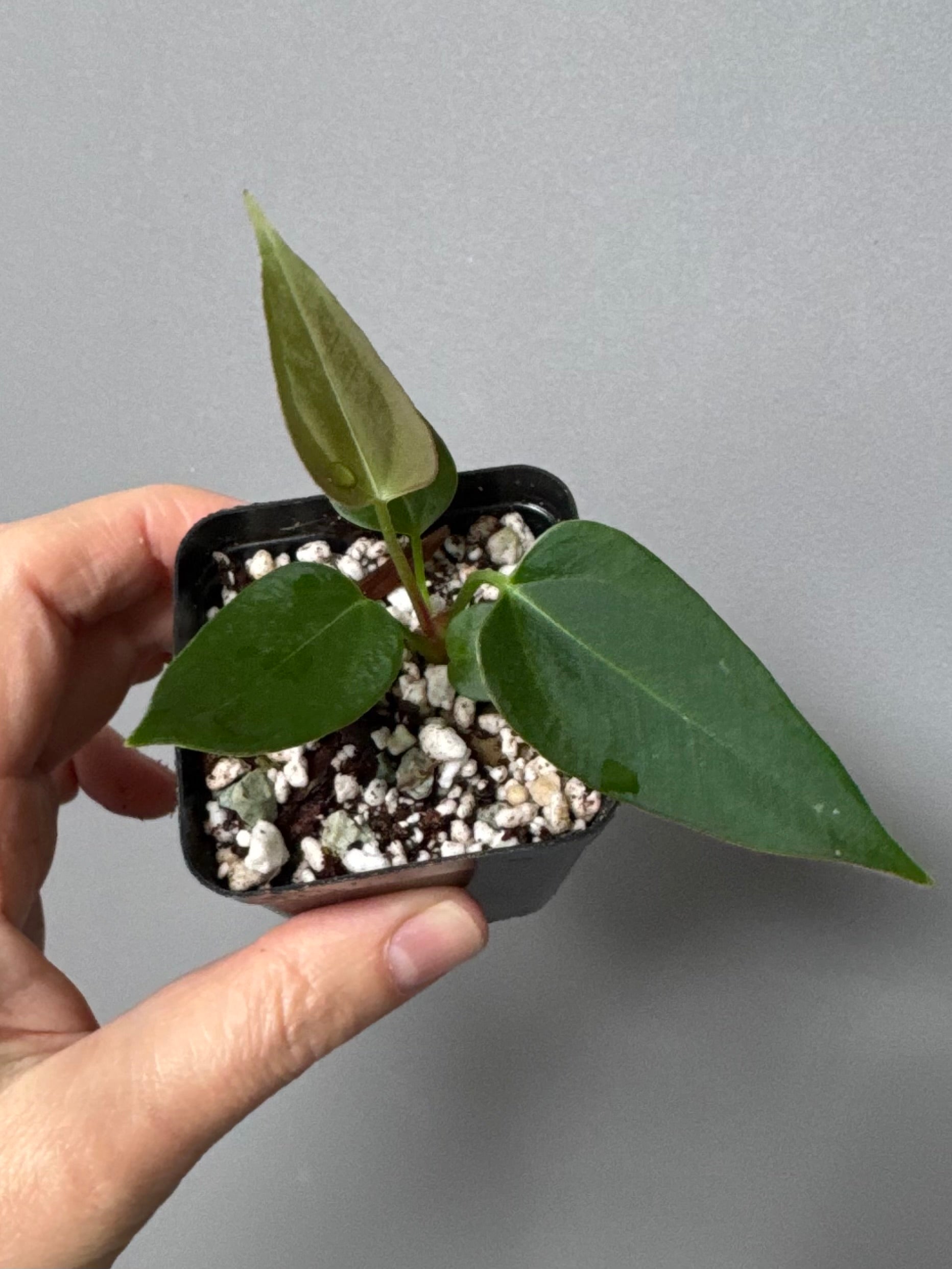 Anthurium (CrystallimumX x Indo portillae) x (DH x RVC)