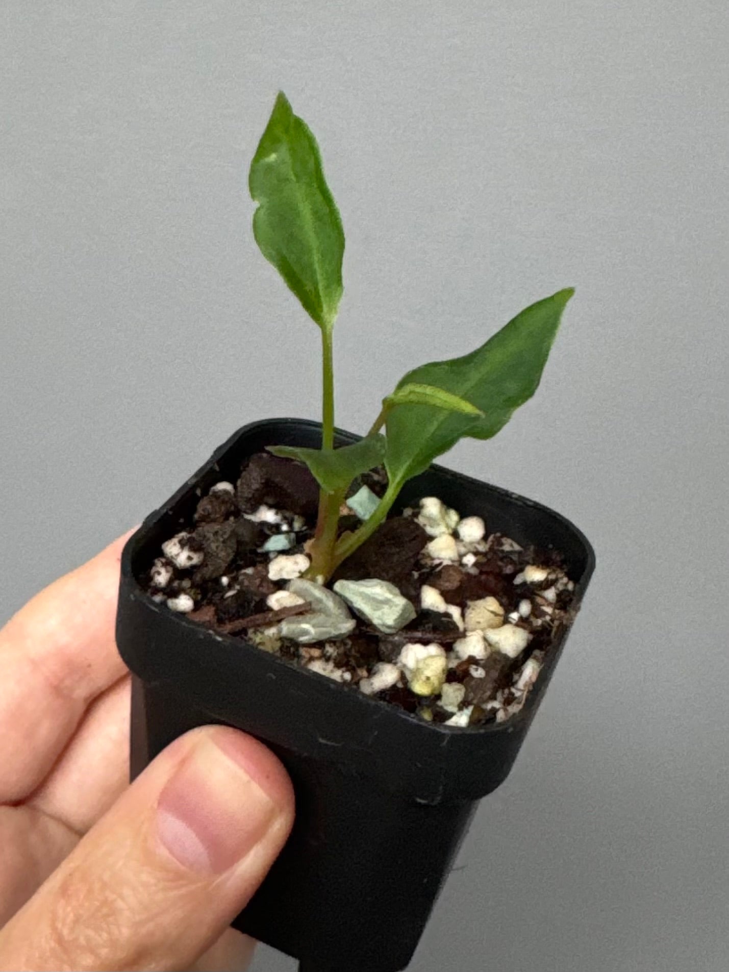 Anthurium ((magnificum x crystallinum) x NoID) X Papillilaminum - Mutation 2