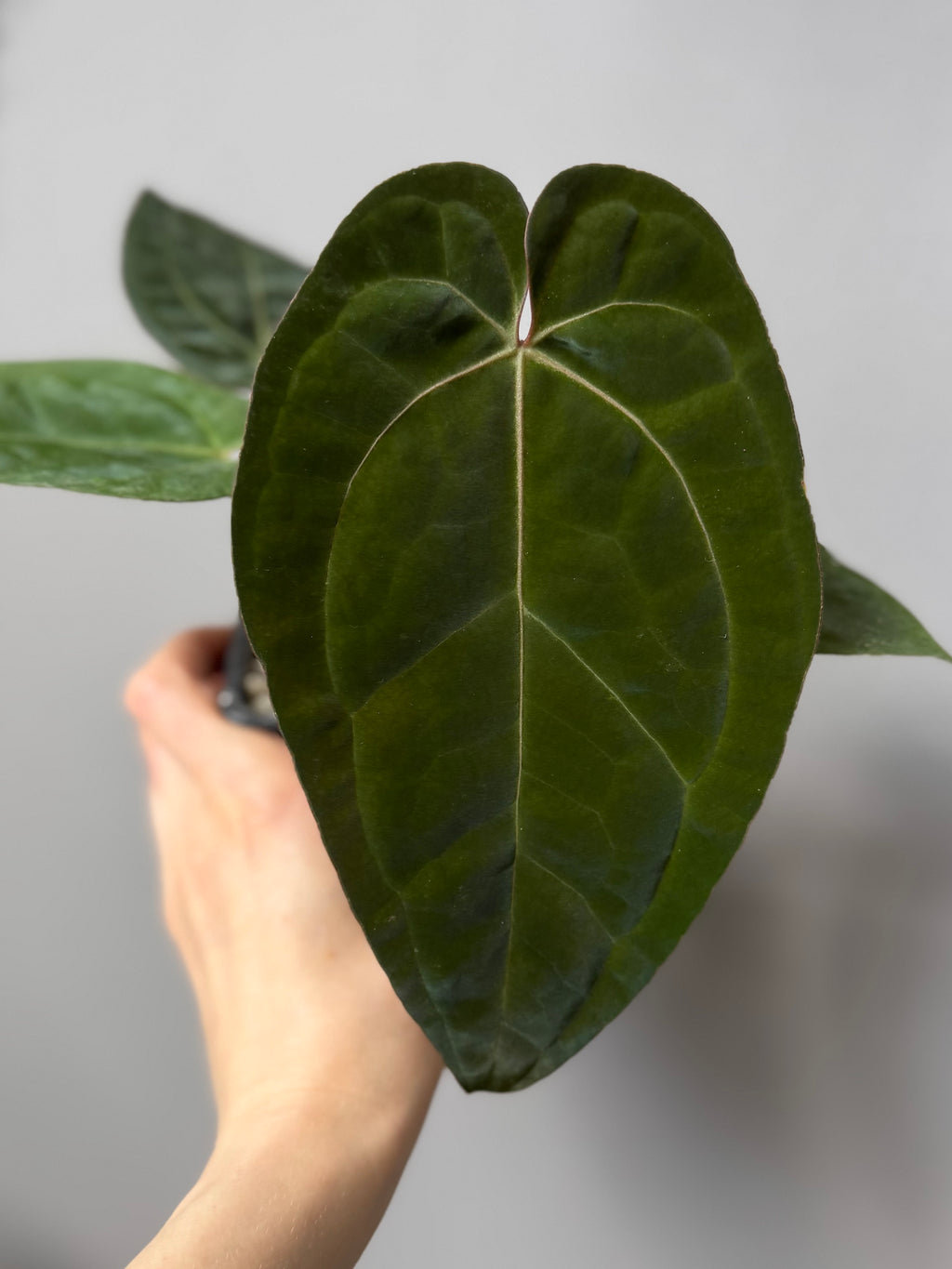 Anthurium papillilaminum x Michelle