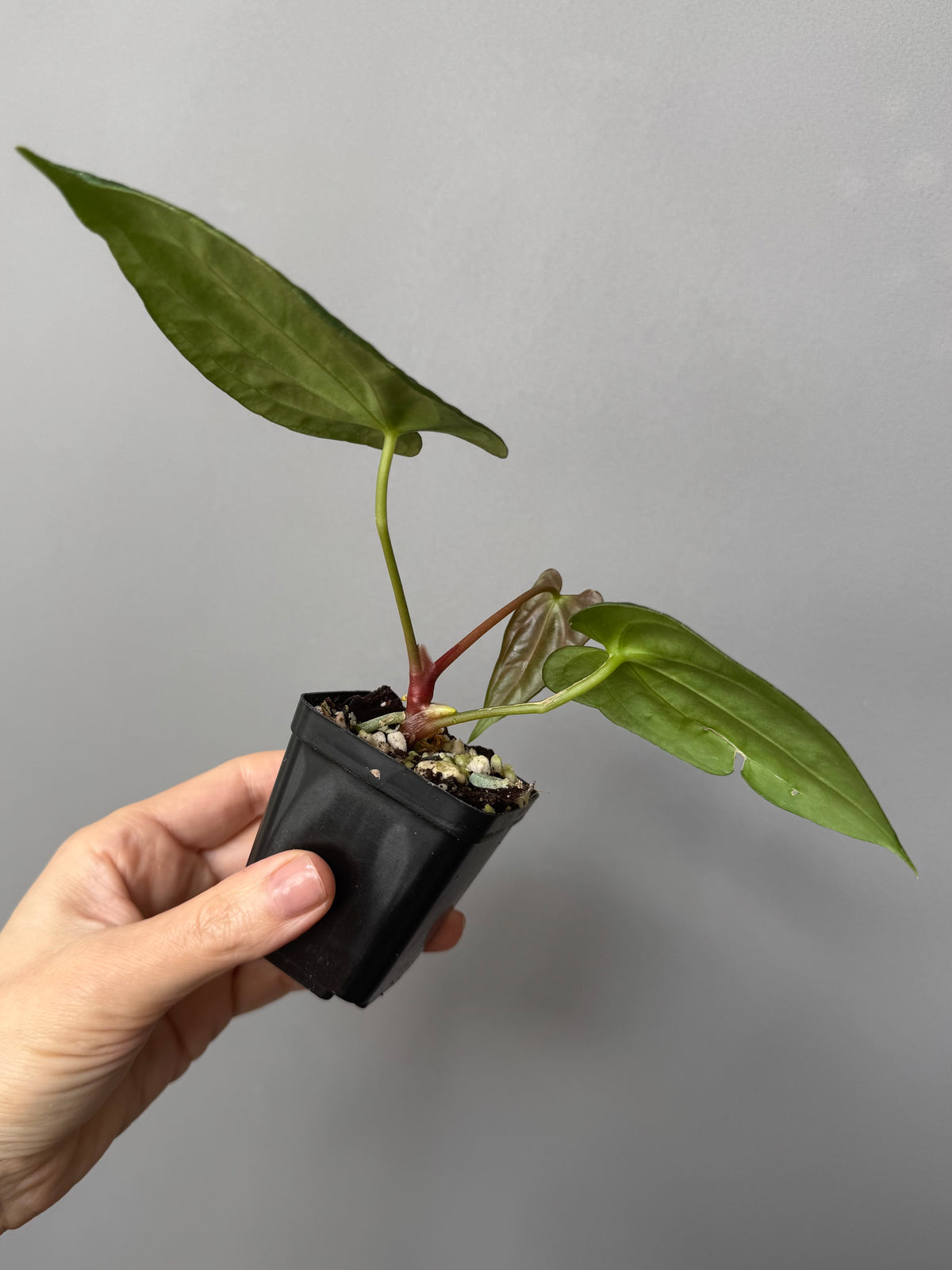 Anthurium (NoID x Papi Indo #2) x  (NoID x Papi Indo #1)