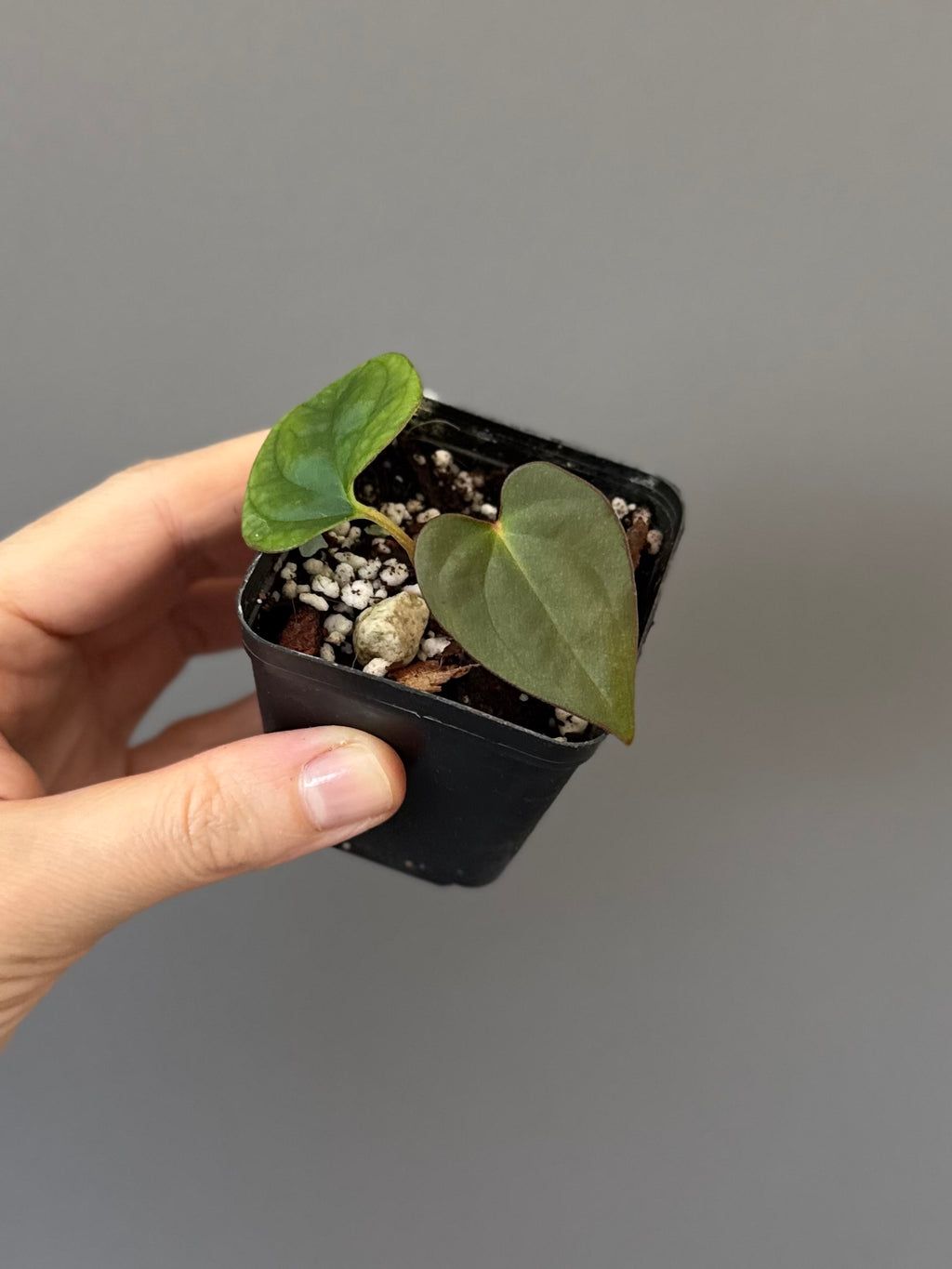 Anthurium cerrocampanense x RG dressleri