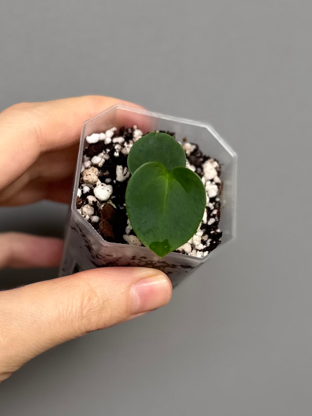 Anthurium (AOS x forgetii) x (NSE Red Crystallinum x Carlablackiae)