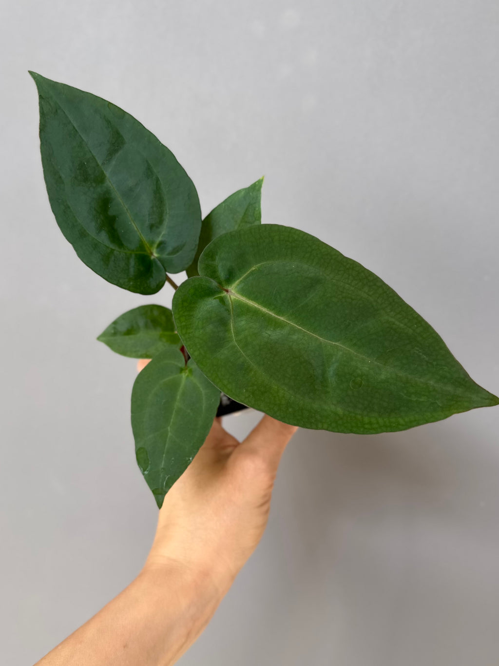 Anthurium (NSE Red Crystallinum x Carla) x RVDP