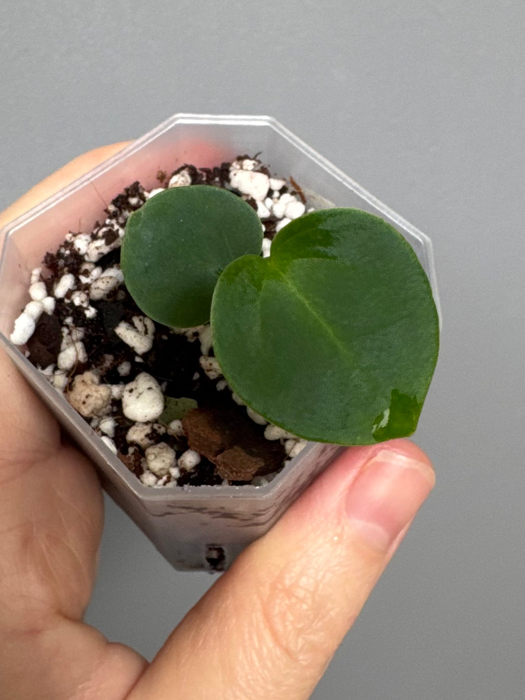 Anthurium (AOS x forgetii) x (NSE Red Crystallinum x Carlablackiae)