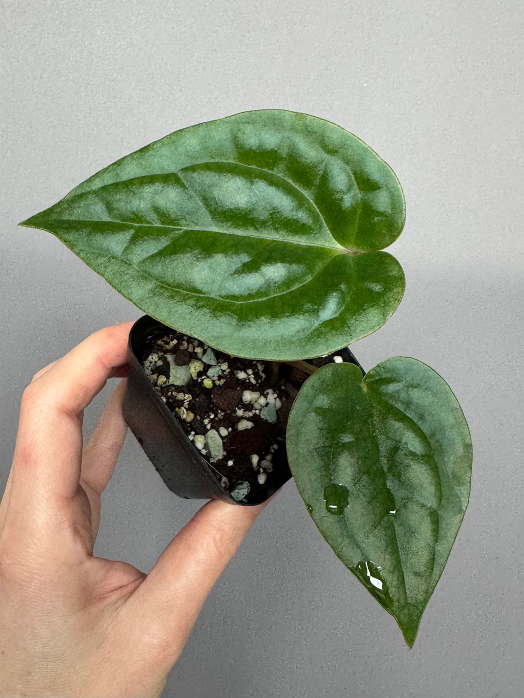 Anthurium (papillilaminum Hybrid x (KOS x Silver Blush)) X luxurians