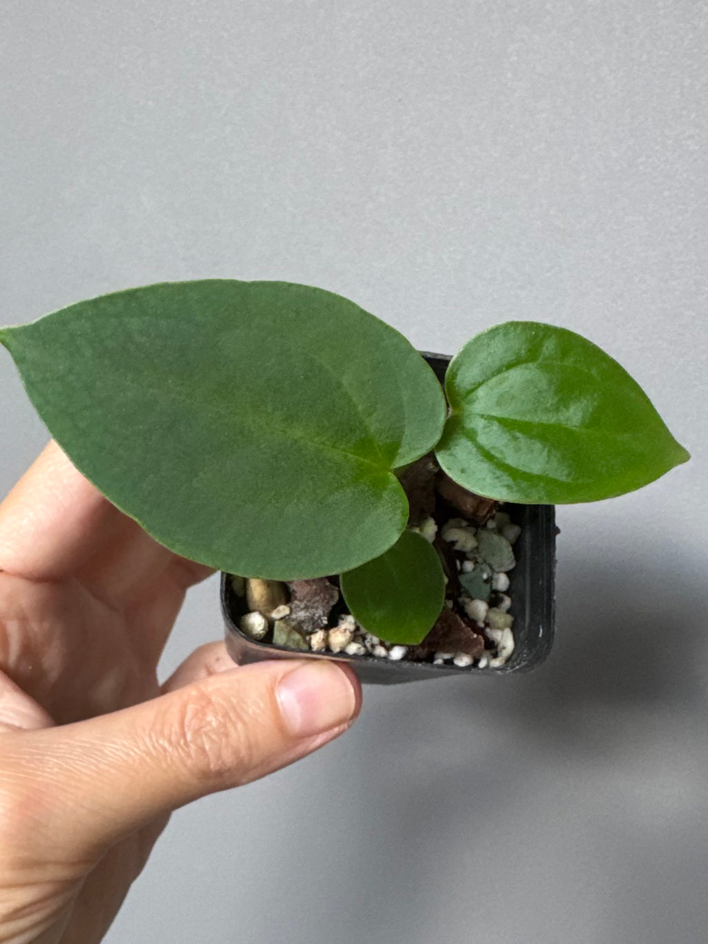 Anthurium magnificum x BVEP OG1 (#4)