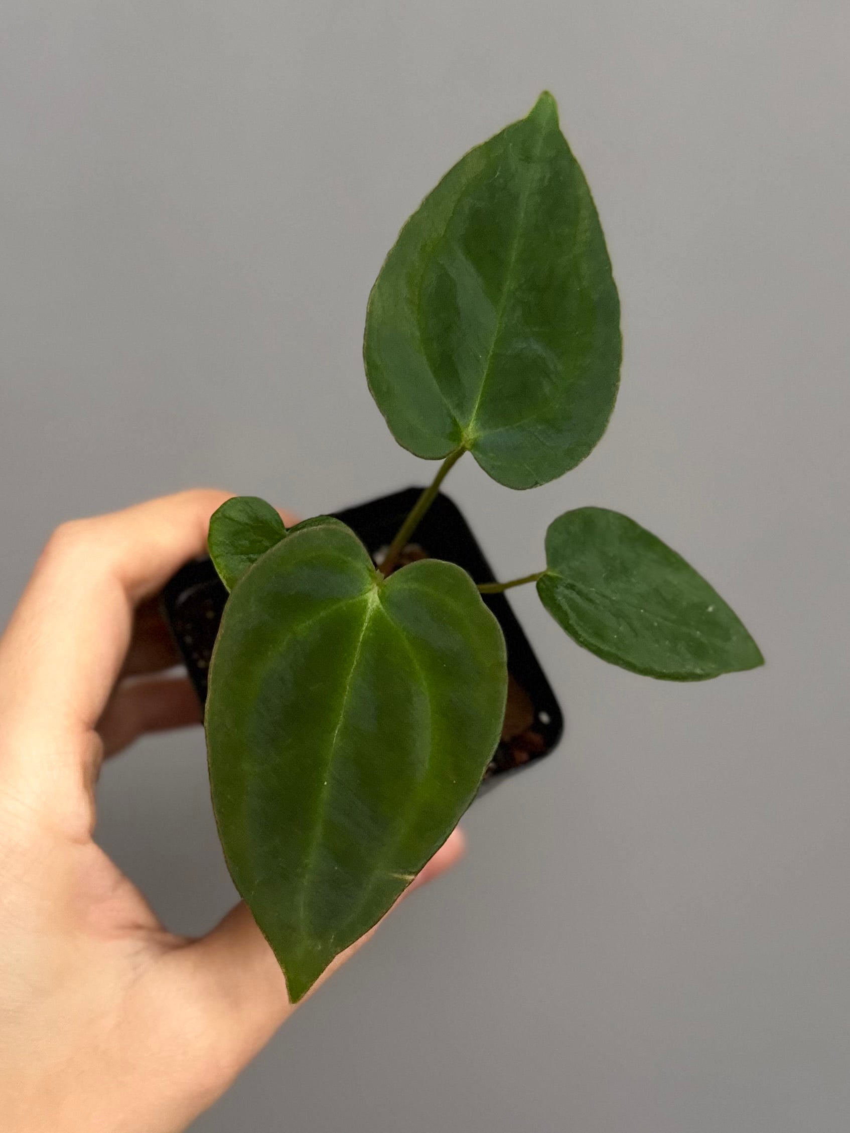 Anthurium NoID x (AOS x forgetii)