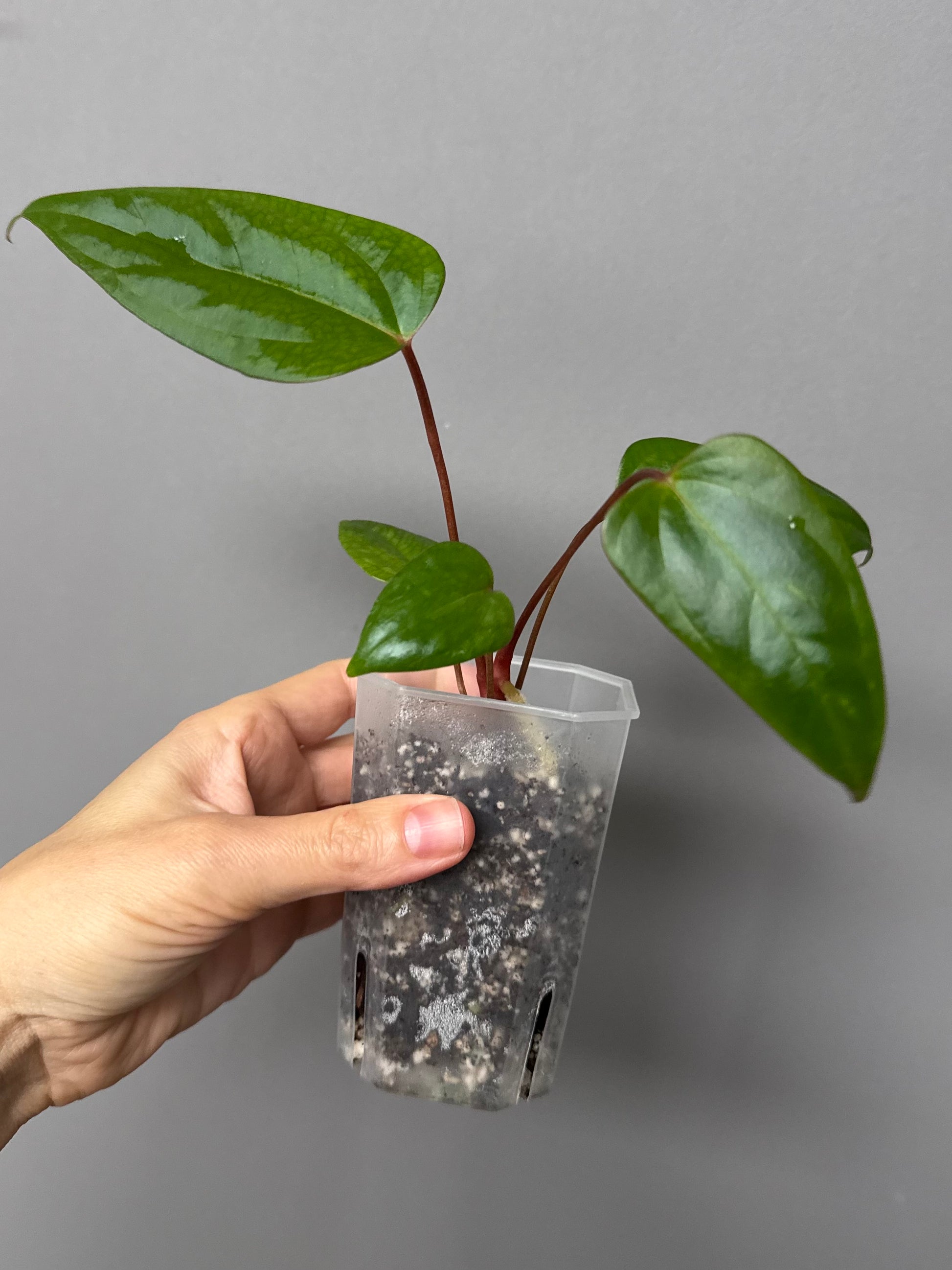 Anthurium Subsignatum x RVDP