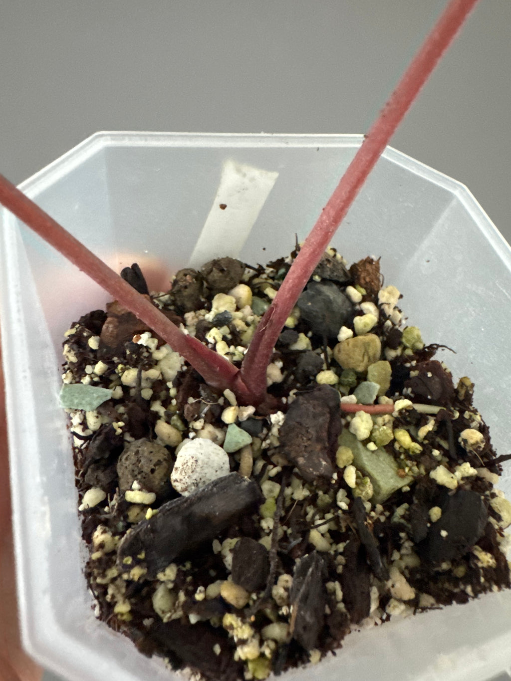 Anthurium magnificum x BVEP OG1 (#4)