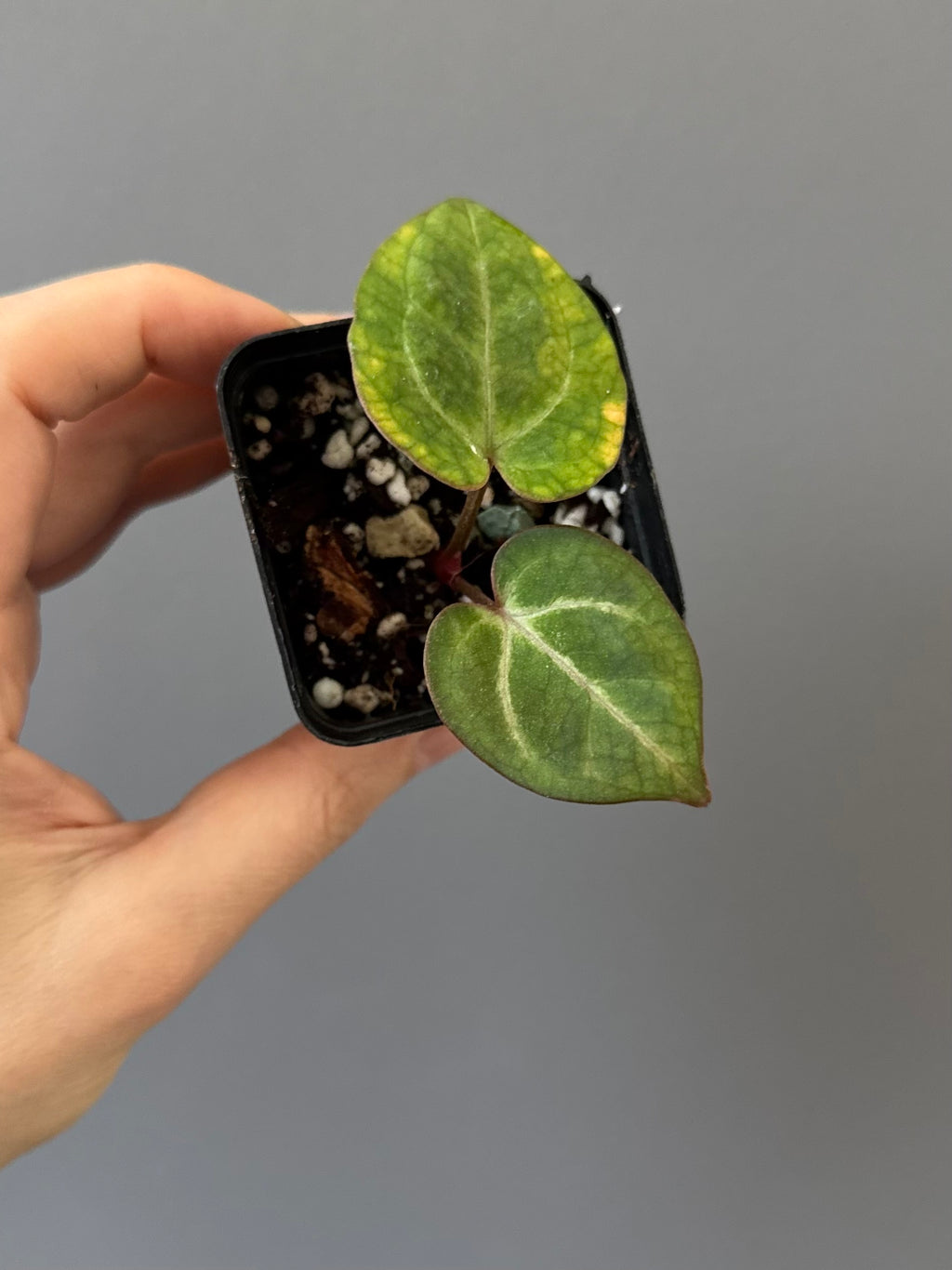 Anthurium (Complex KOS/HU hybrid) x NSE Carlablackiae (by nordicplantdiary)
