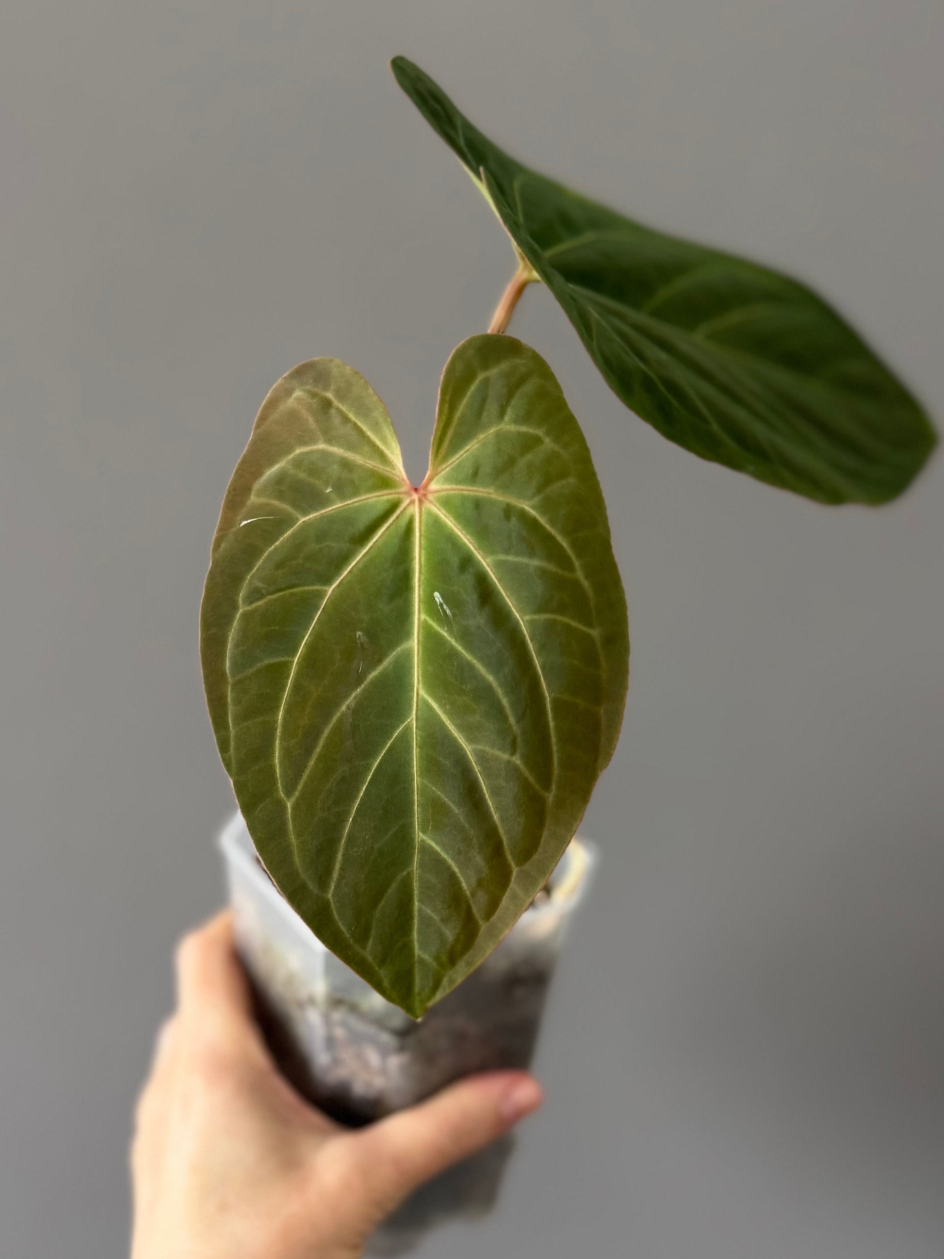 Anthurium kunayalense x King of Spades / KOS (oder luxurians)