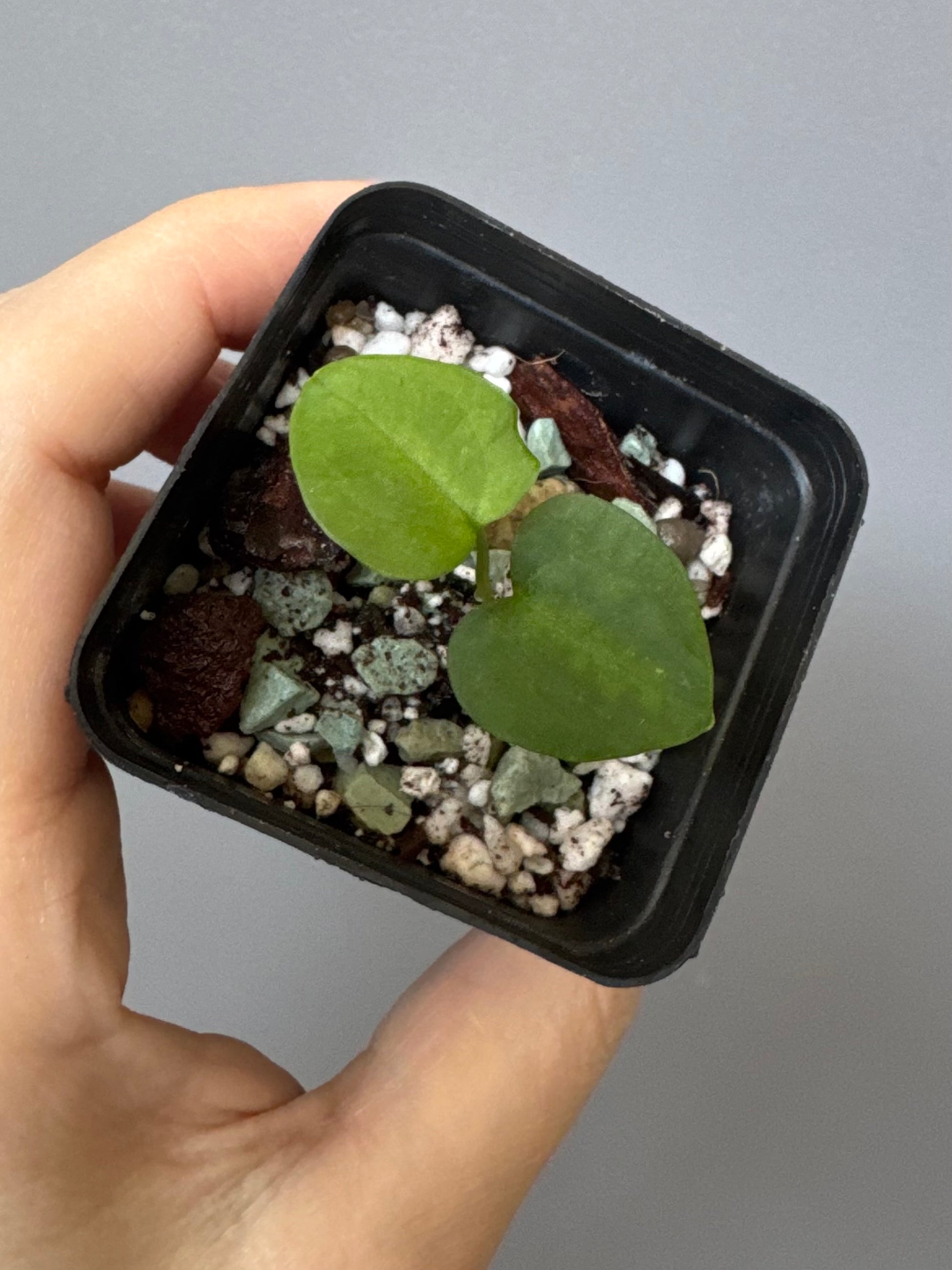 Anthurium ((RLxFS x Carla) x RVDP) xself