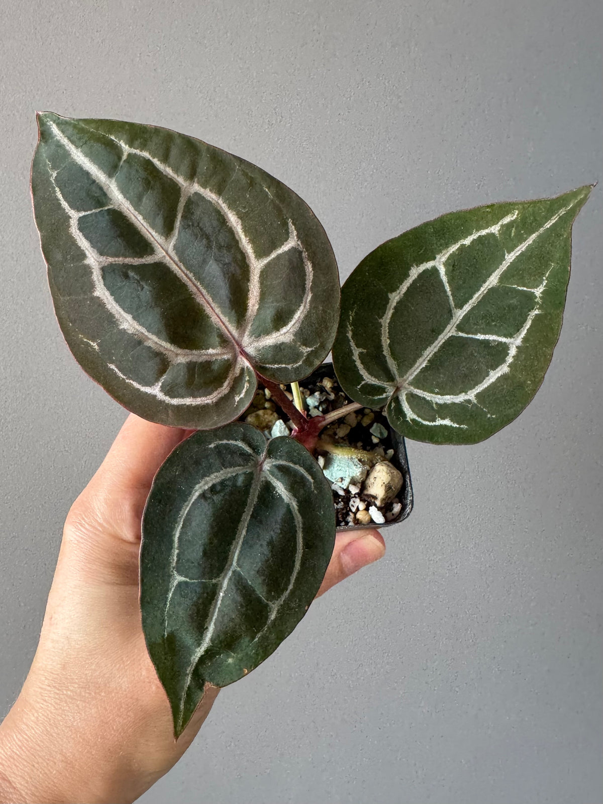 Anthurium ZxM x Michelle