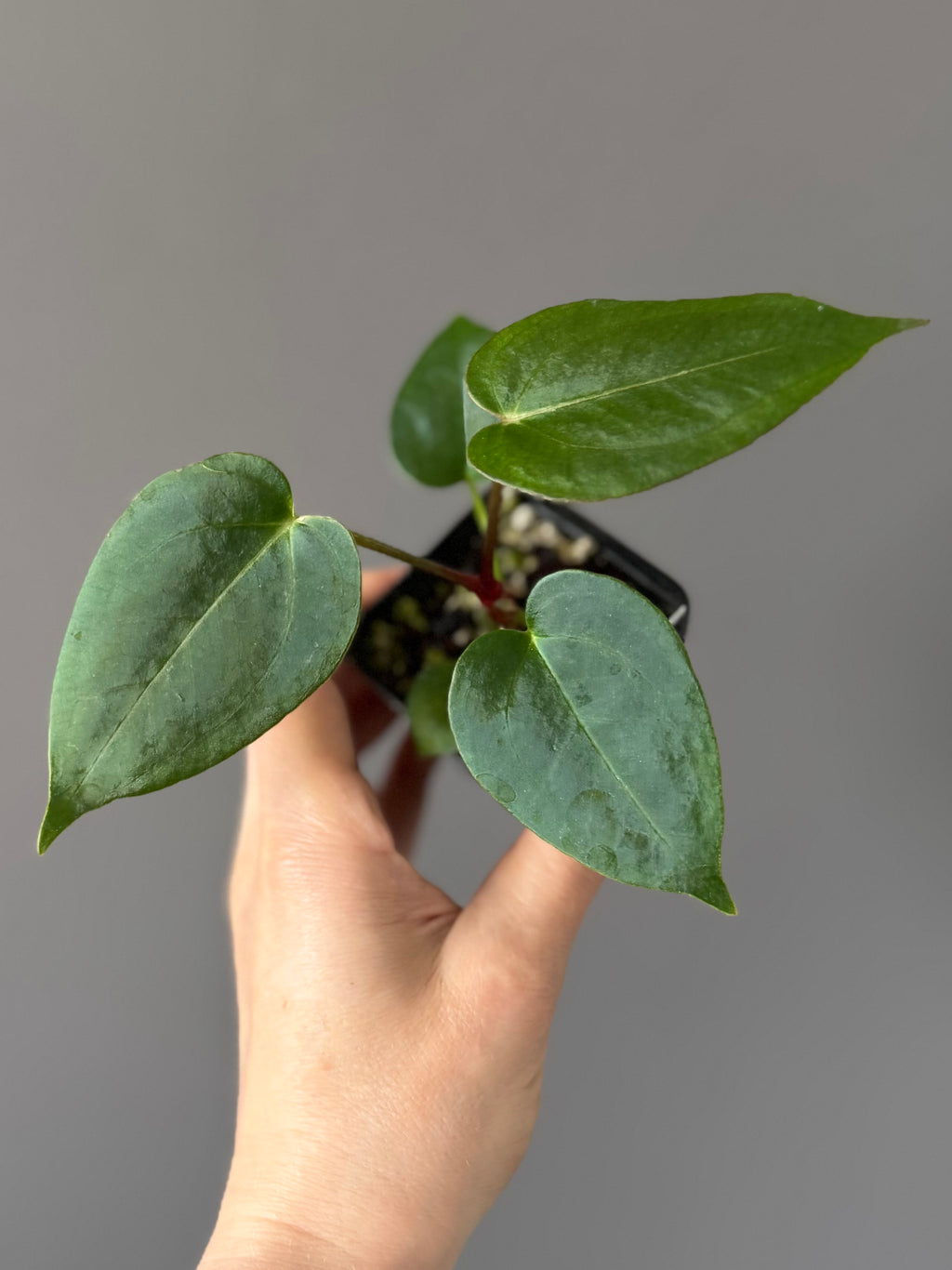 Anthurium (PapillilaminumX x (KOS x Silver Blush)) X (NSE Red Crystallinum x carlablackiae)