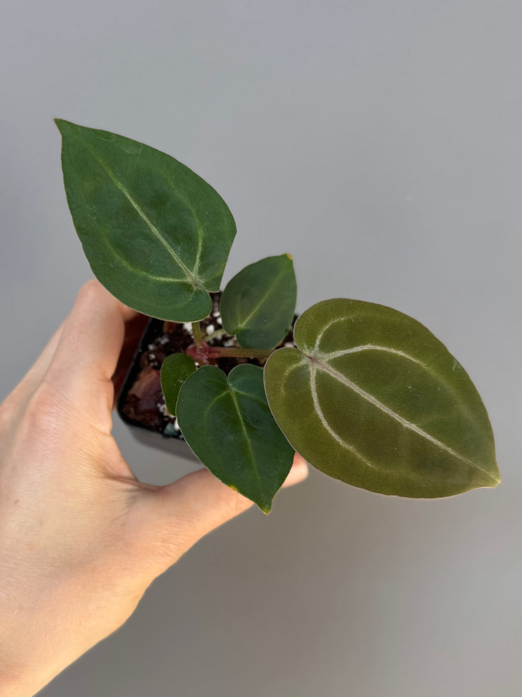 Anthurium (ZxM) x (NSE Red Crystallinum x Carlablackiae)