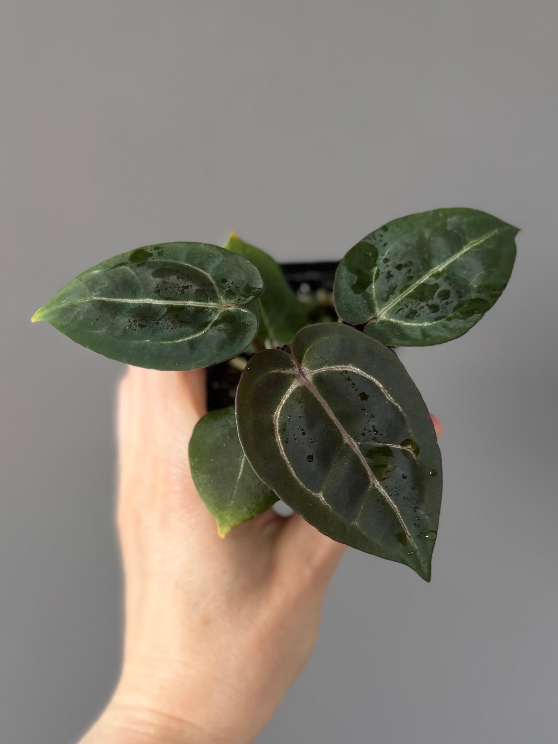 Anthurium (ZxM) x  (NSE Red Crystallinum x Carlablackiae)