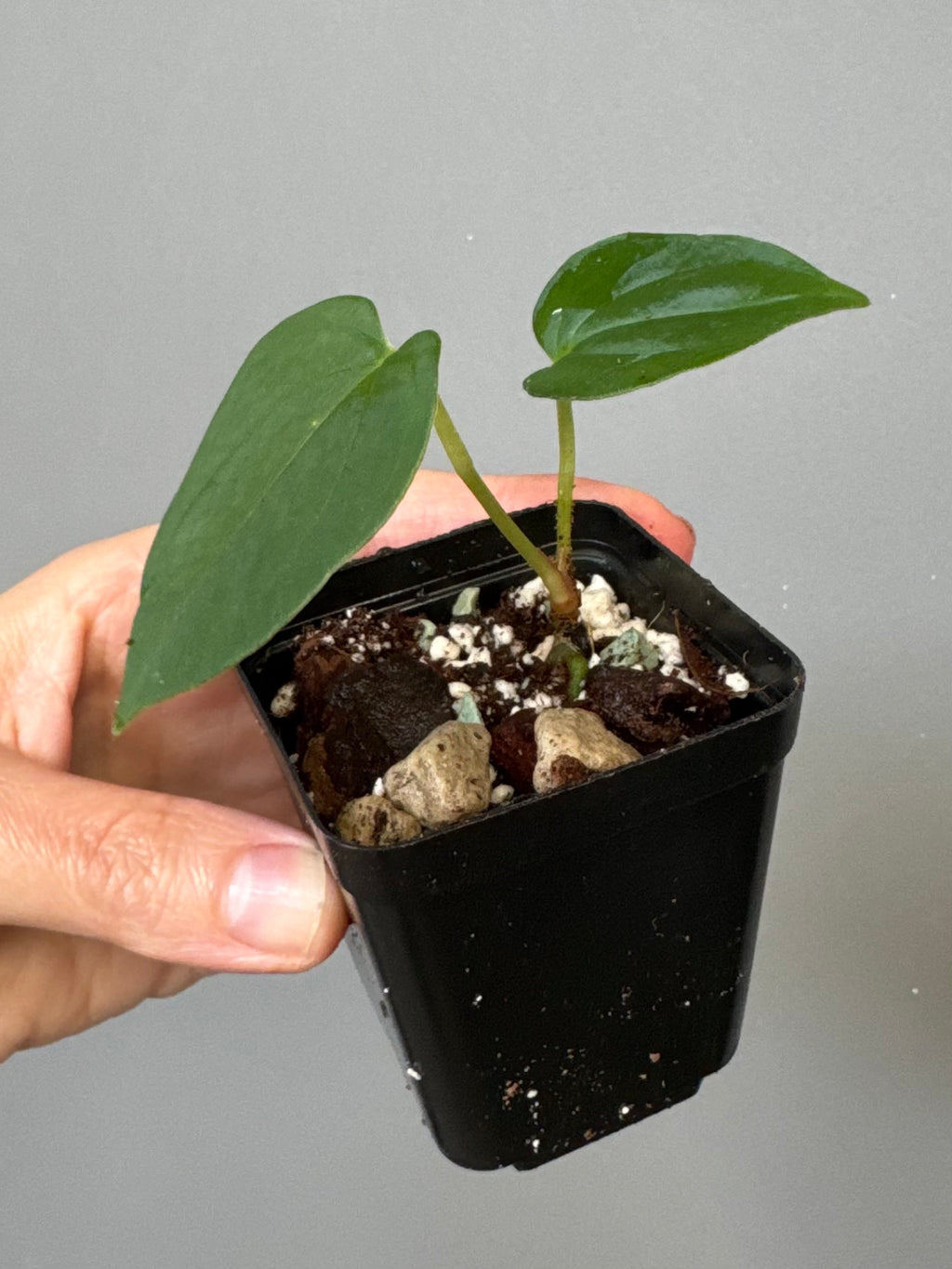 Anthurium papillilaminum ‚Fort Sherman‘ Klon (from abeliaplants)