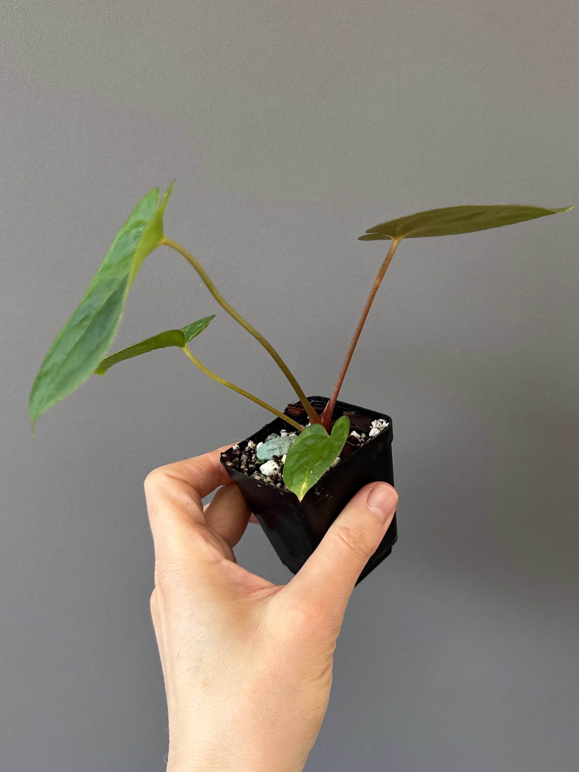 Papillilaminum T6xT7