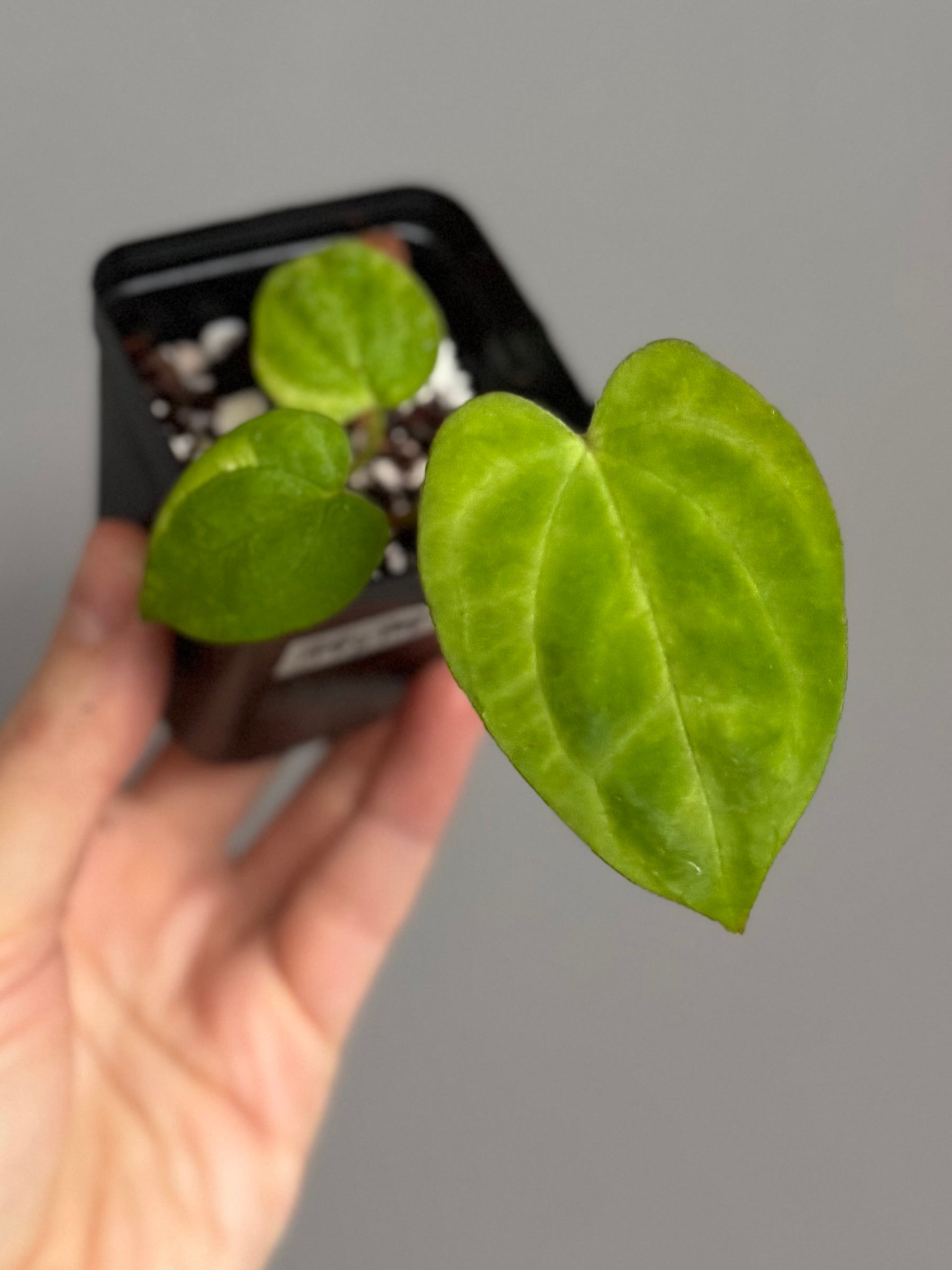 Anthurium PapillilaminumX