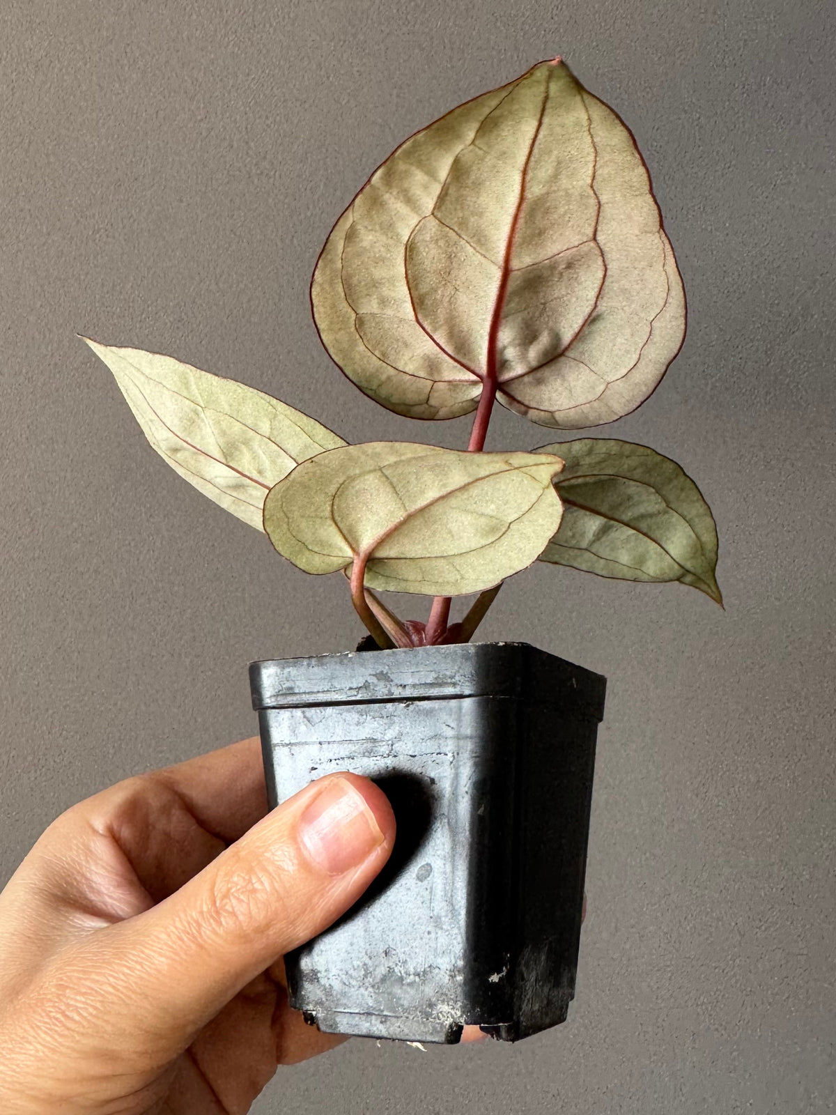 Anthurium ZxM x Michelle