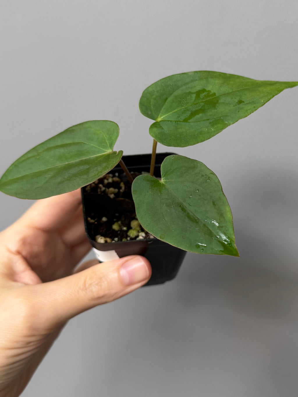 Anthurium magnificum x BVEP OG1 (#4)