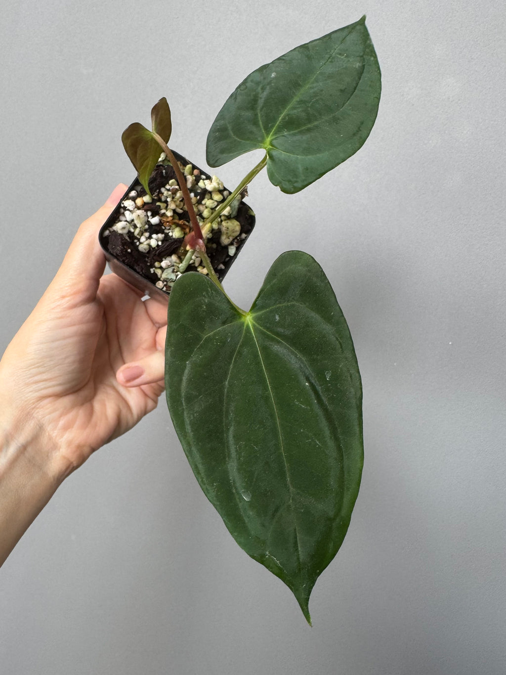 Anthurium (NoID x Papi Indo #2) x  (NoID x Papi Indo #1)