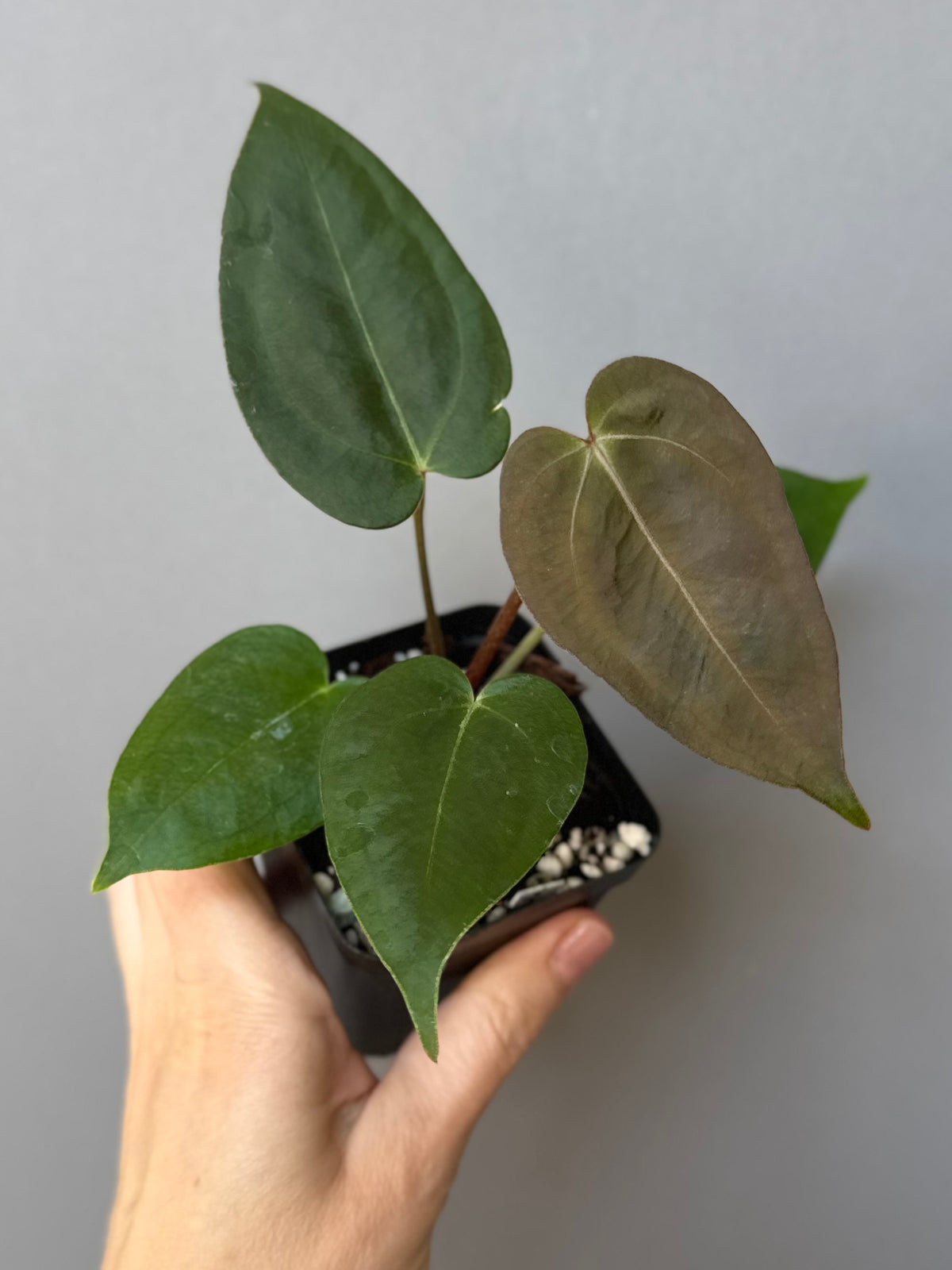 Anthurium (PapillilaminumX x (KOS x Silver Blush)) X (NSE Red Crystallinum x carlablackiae)