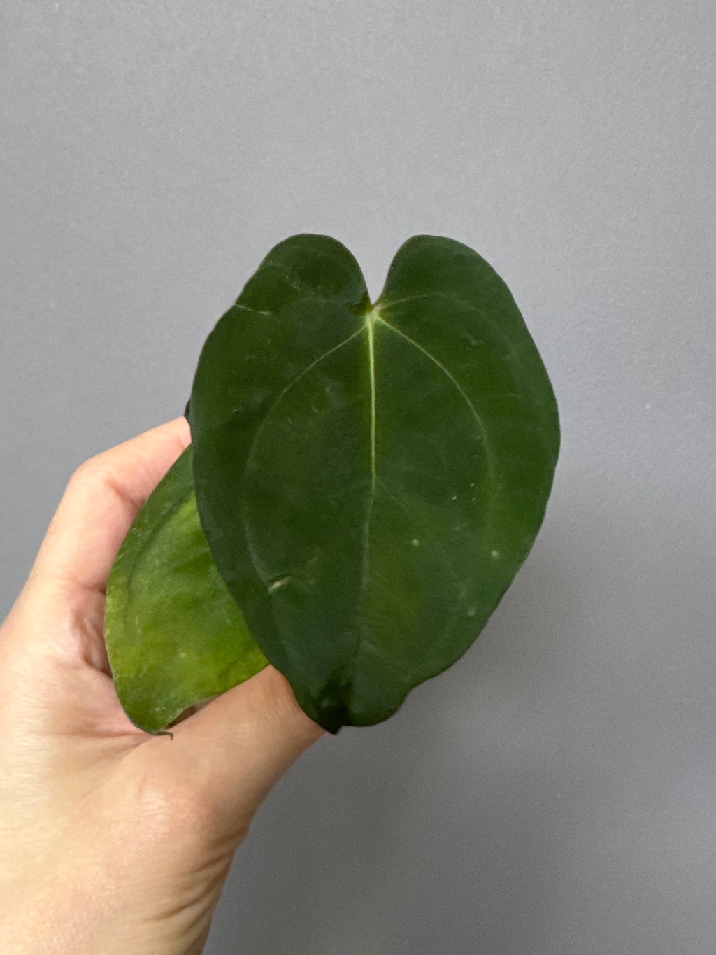 Papillilaminum K1xT5 #1