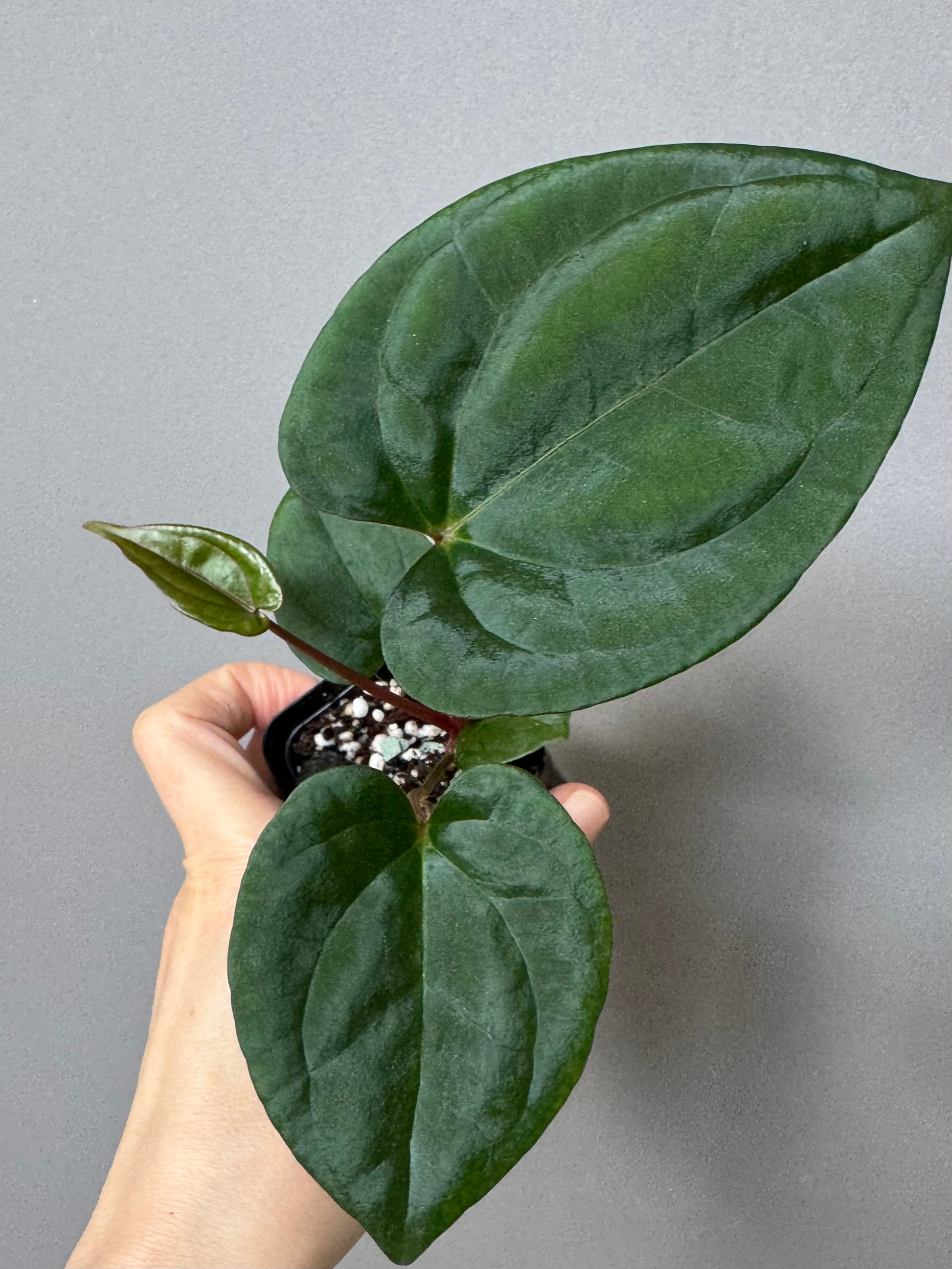 (Papillilaminum Daniel x Besseae aff.) X RVDP