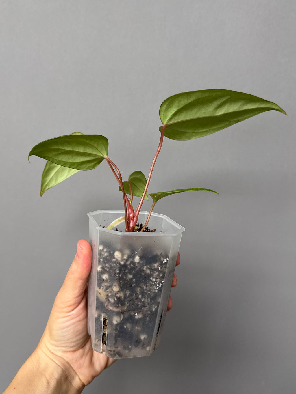 Anthurium Subsignatum x RVDP