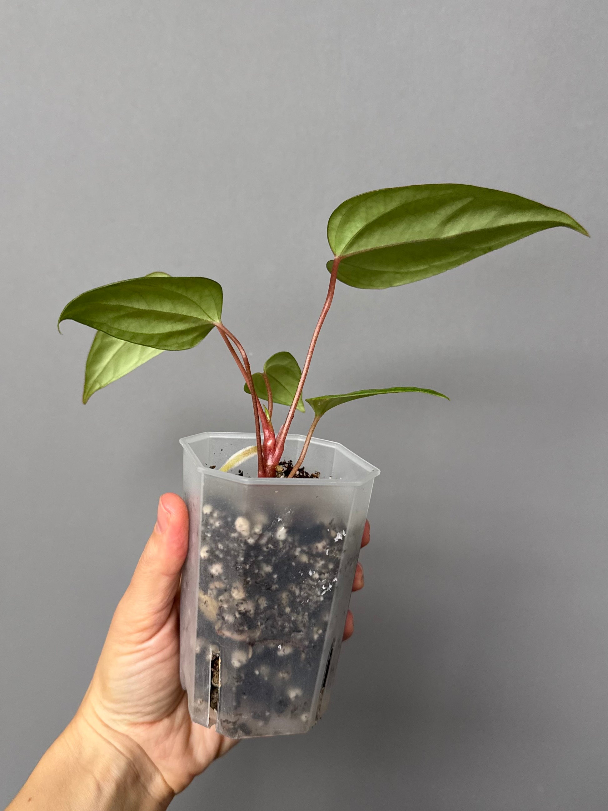 Anthurium Subsignatum x RVDP