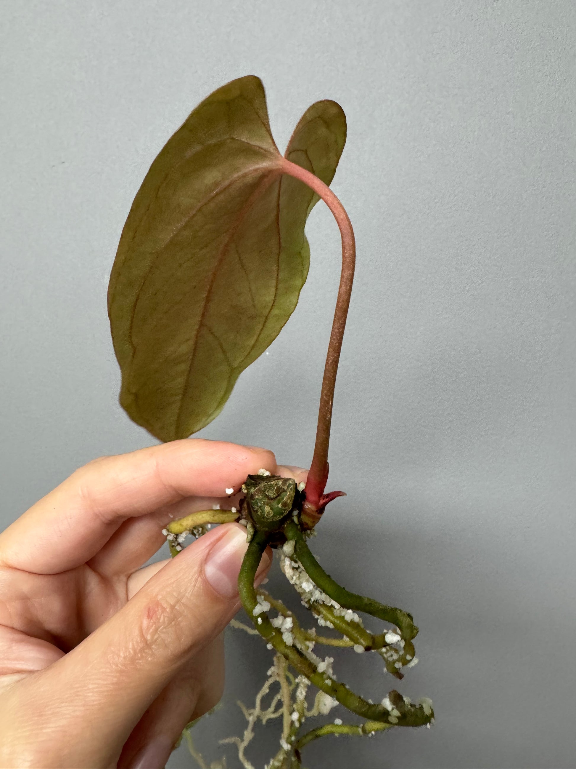 Anthurium Papillilaminum 'Daniel' clone (no xself)