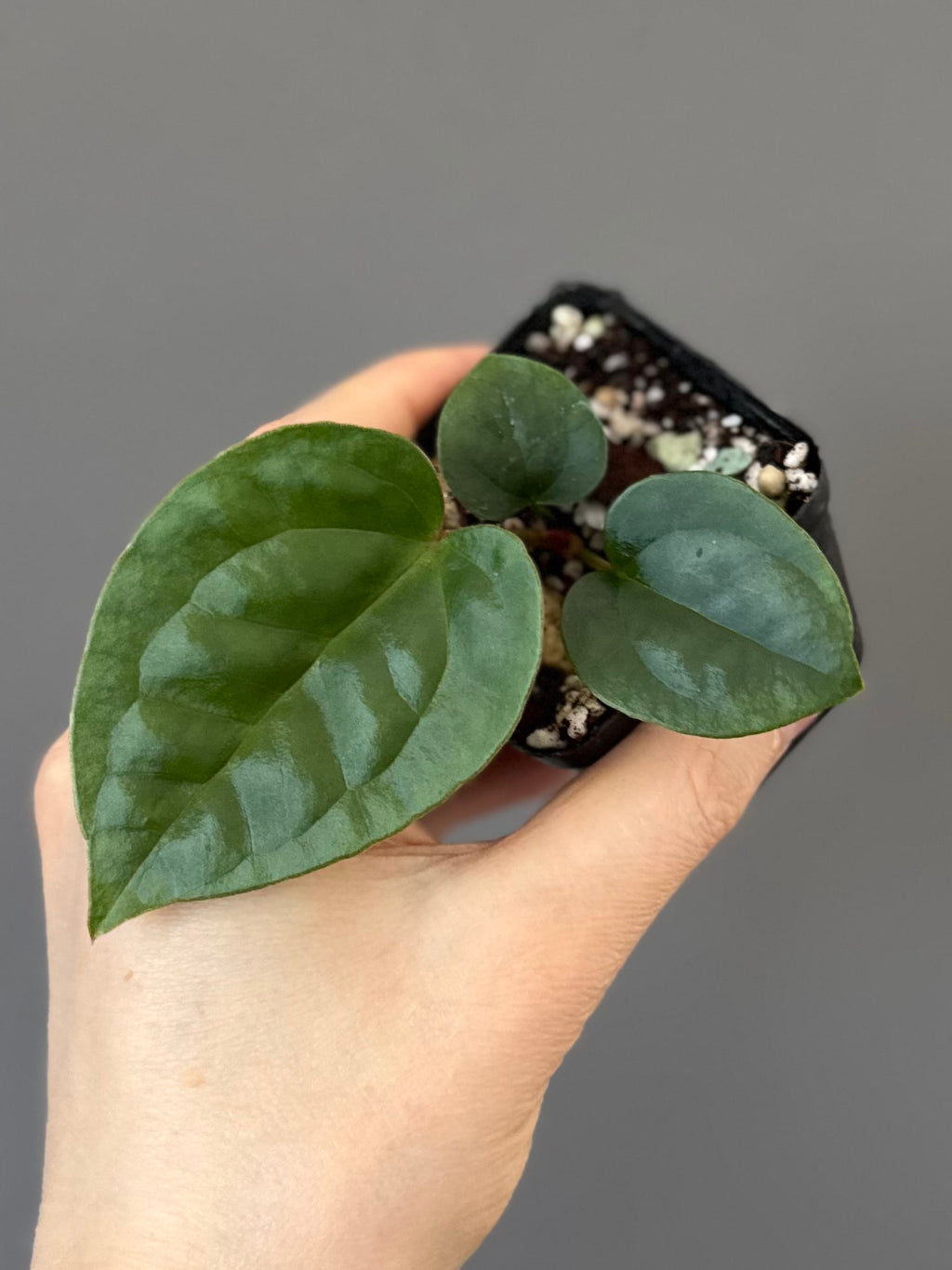 Anthurium ZxM x luxurians