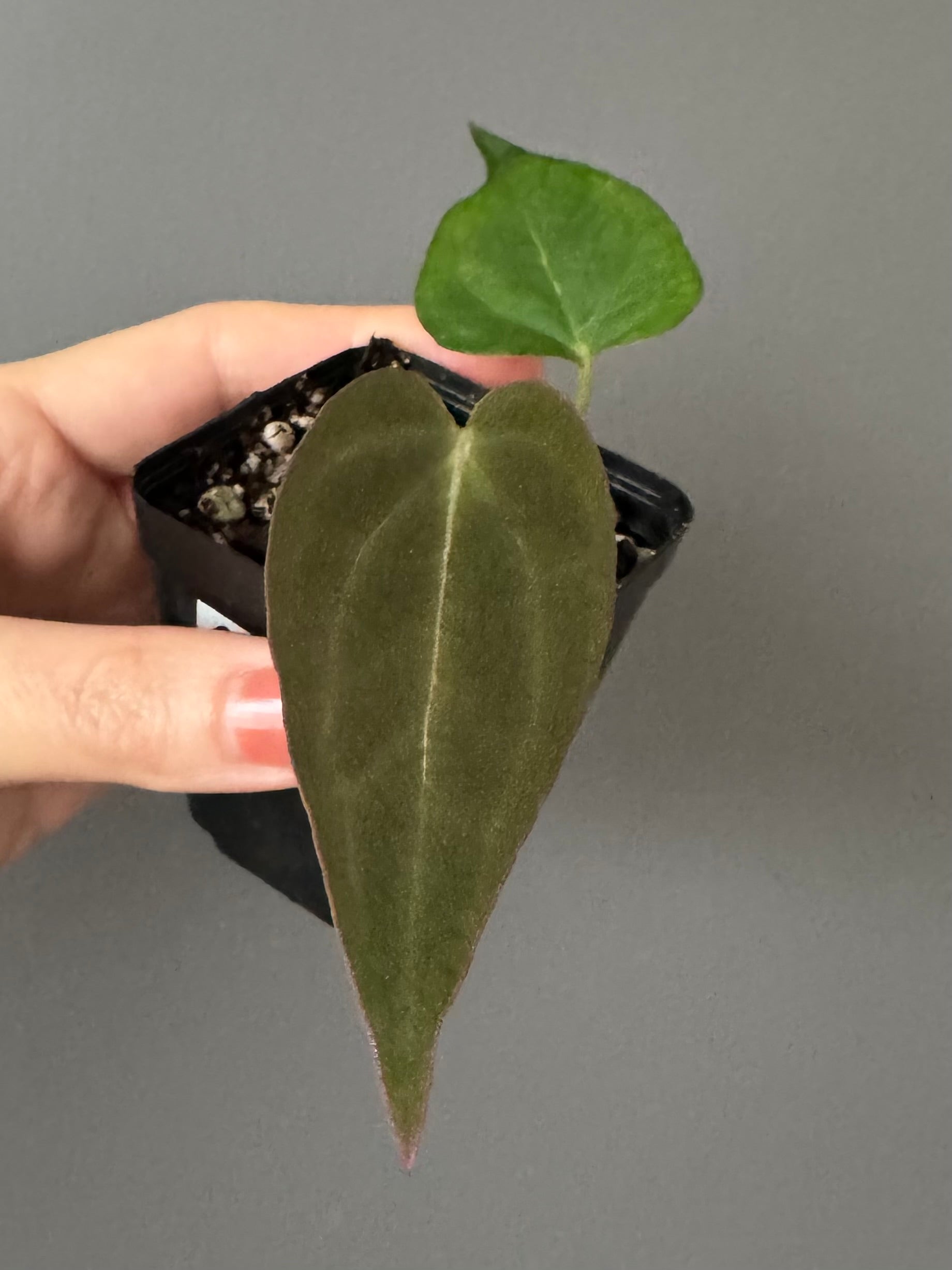 Crystallinum X (Red Crystallinum x NSE Portillae)