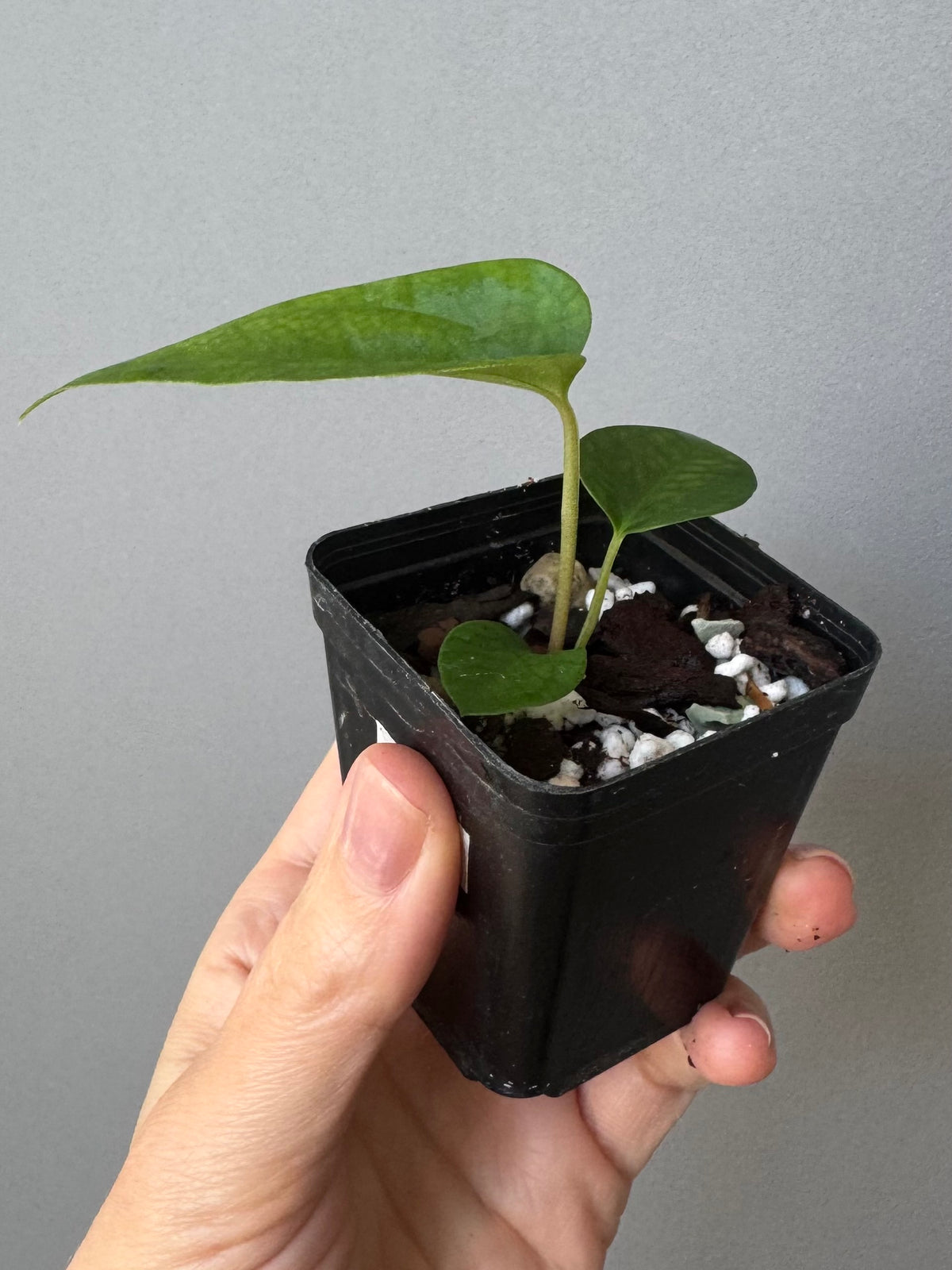 Anthurium (RLFSxCarla x RVDP) x  FSRL