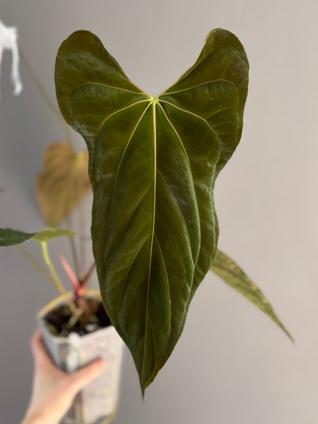 **NEW** Anthurium (Besseae aff. black x BVEP) x (FSxRL)- Gekeimte Samen