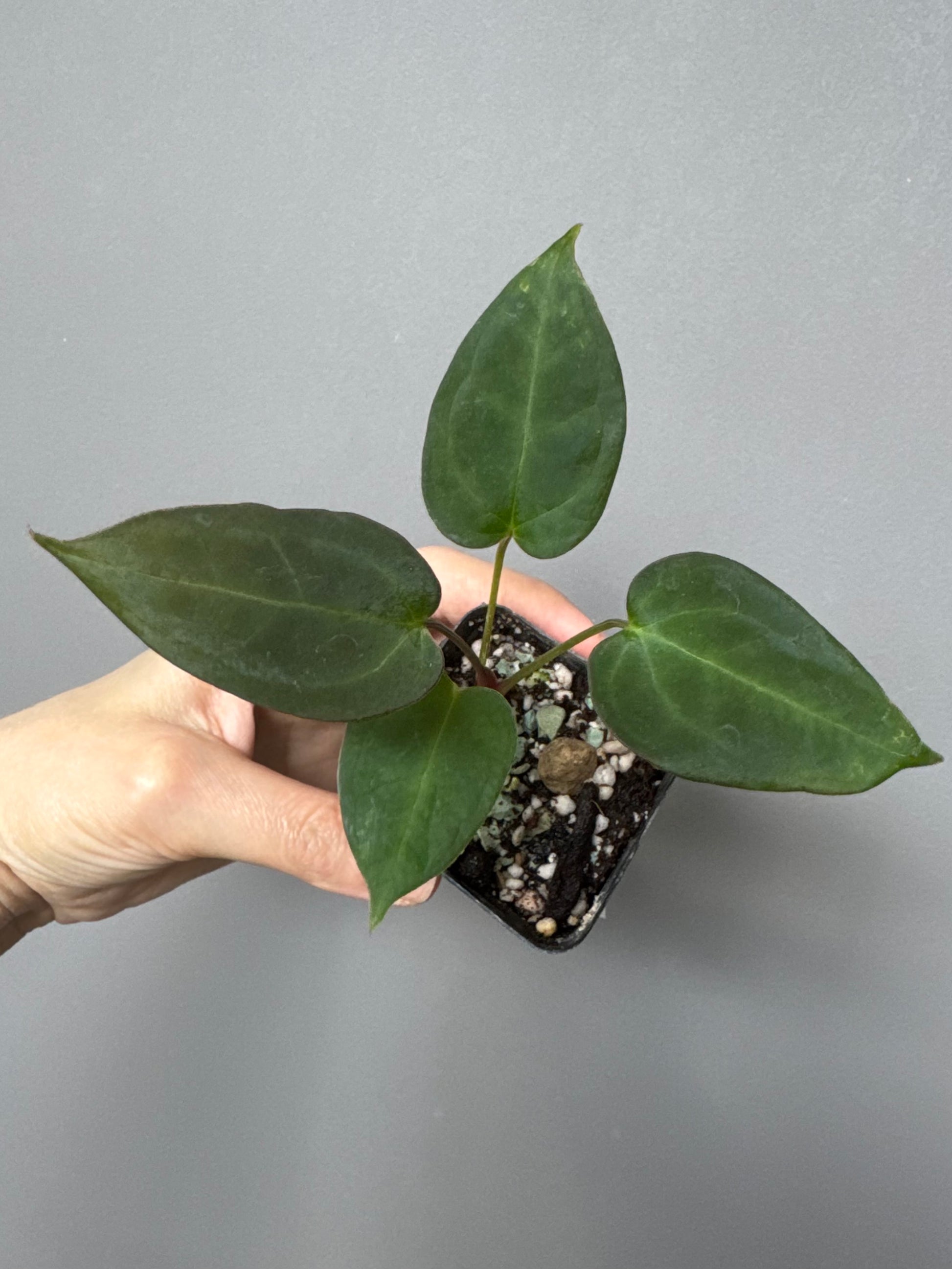 Anthurium (MagCrystal x NoID) x Papillilaminum