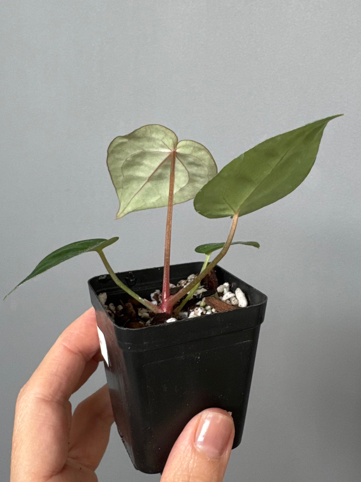 Anthurium (AOS x forgetii) x (NSE Red Crystallinum x Carlablackiae)