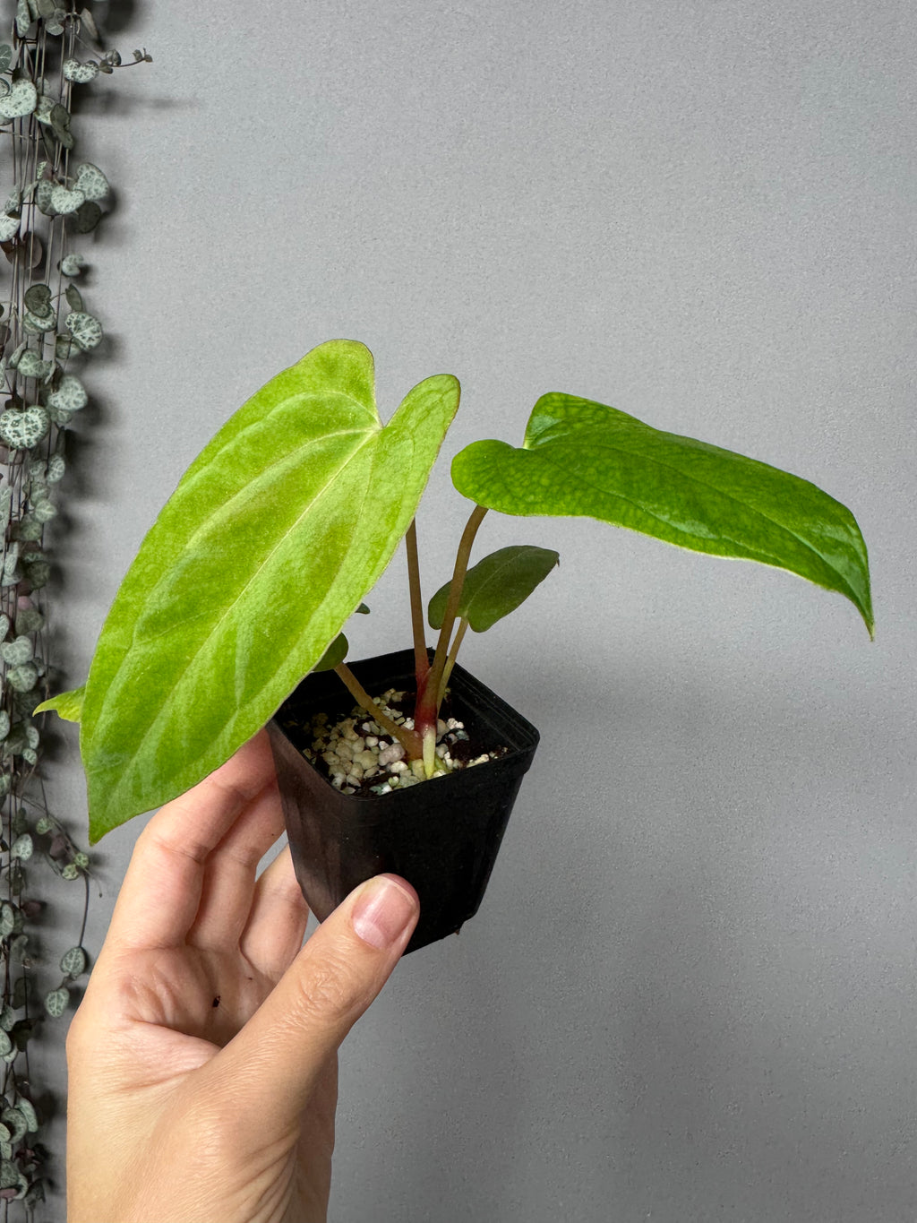 Anthurium NoID x Papi Indo (Thilo)